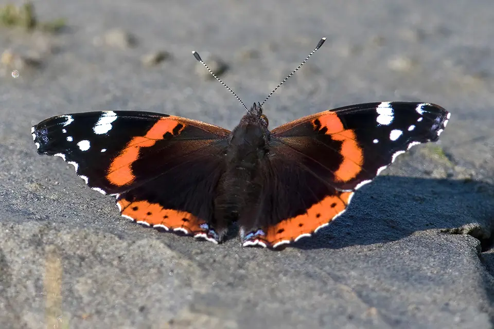 vanessa-atalanta-vulcain