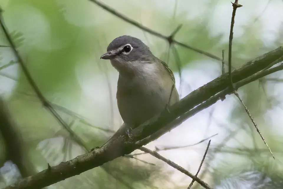 vireo-a-tete-bleue-blue-headed-vireo