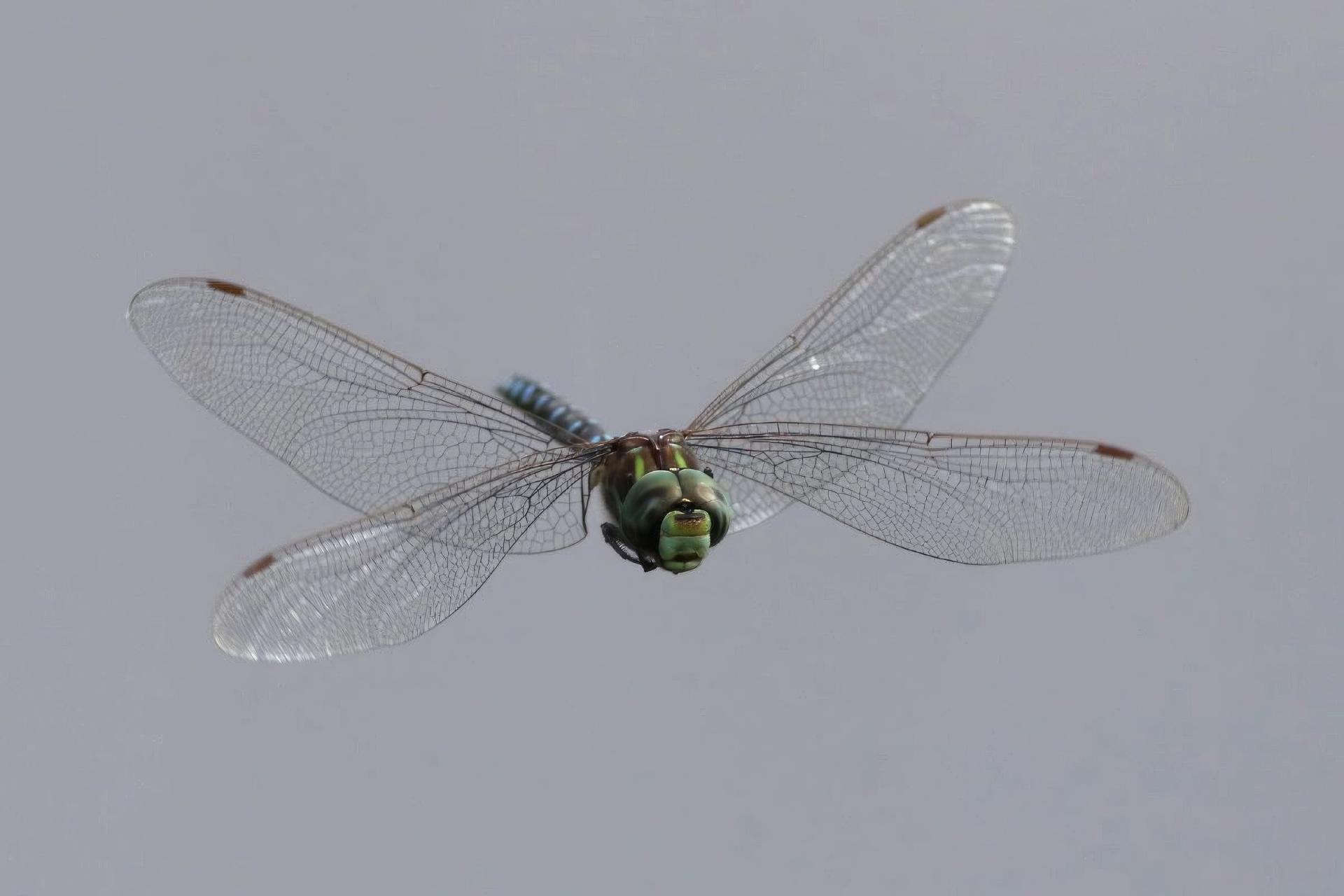 aeshna-sp