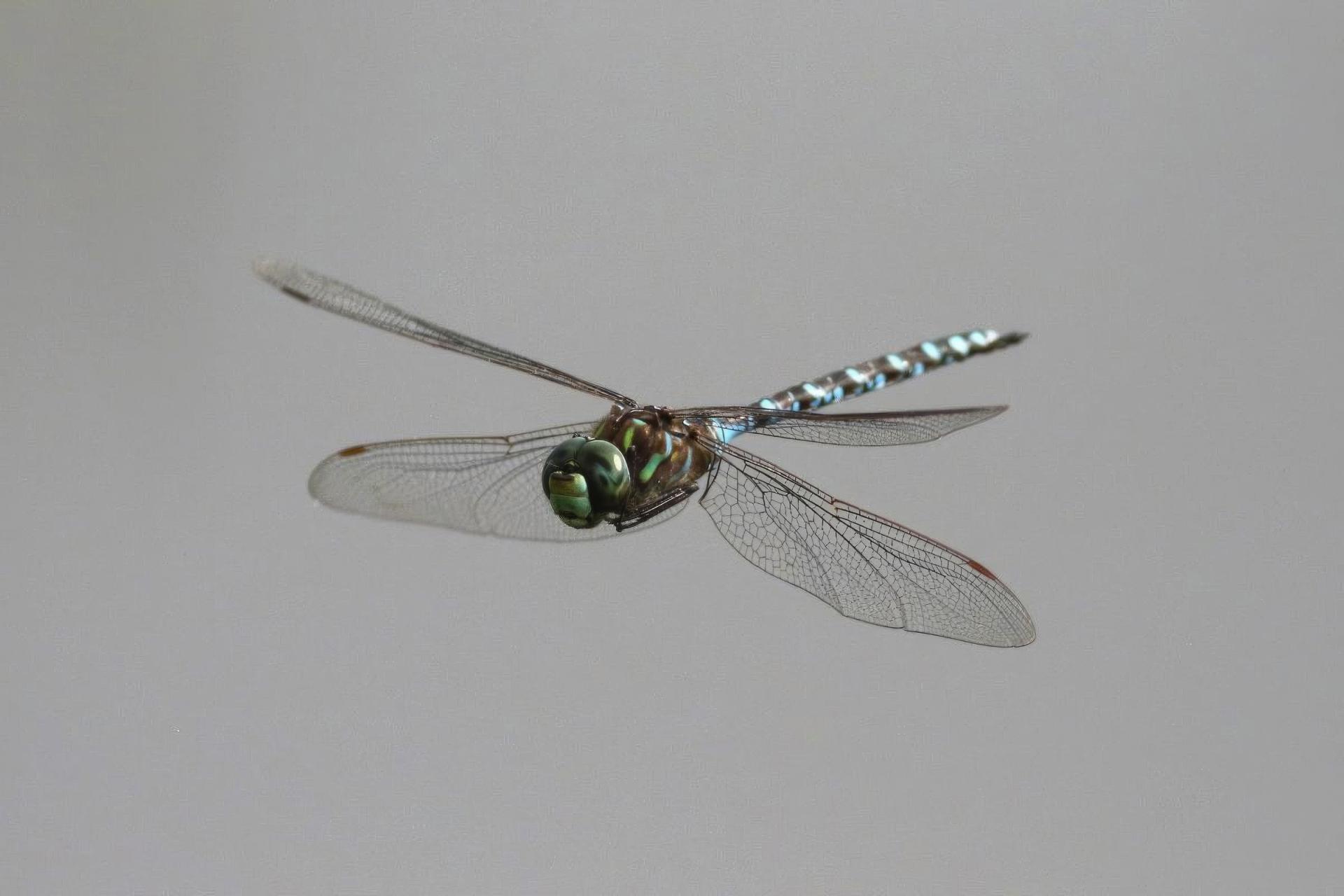 aeshna-sp