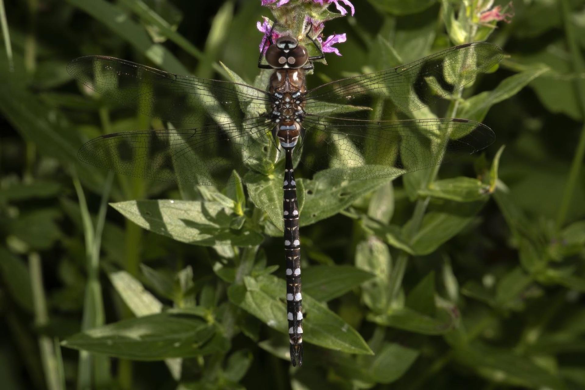 aeshna-sp