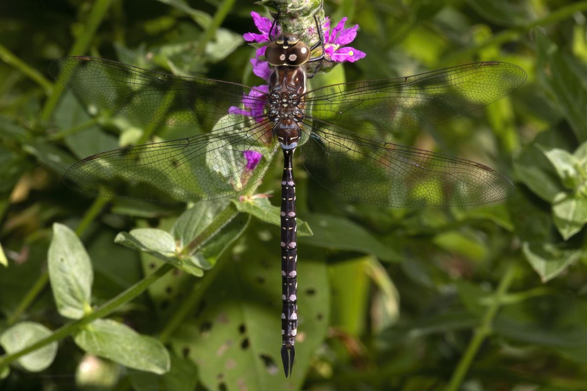 aeshna-sp