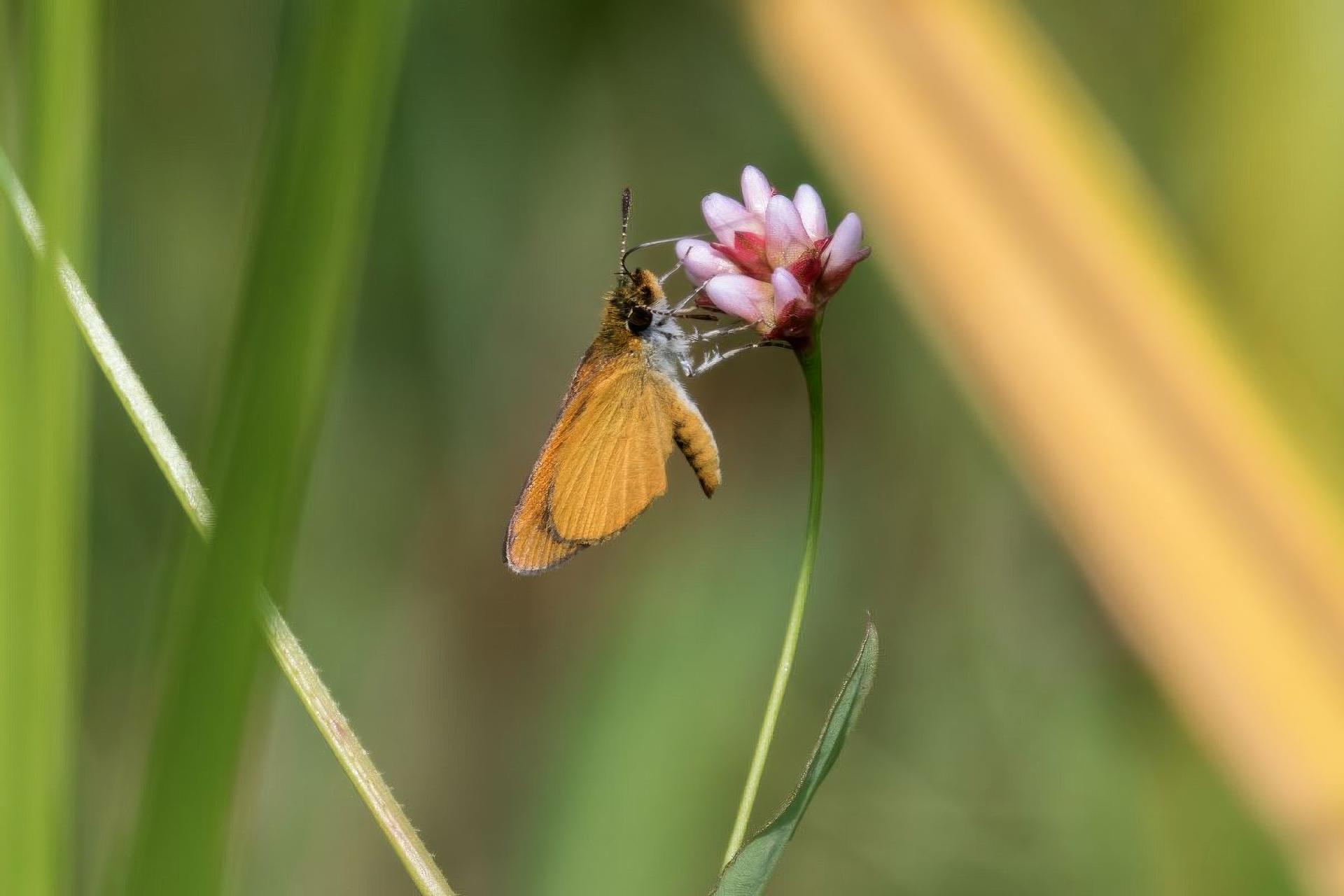 ancyloxypha-arene