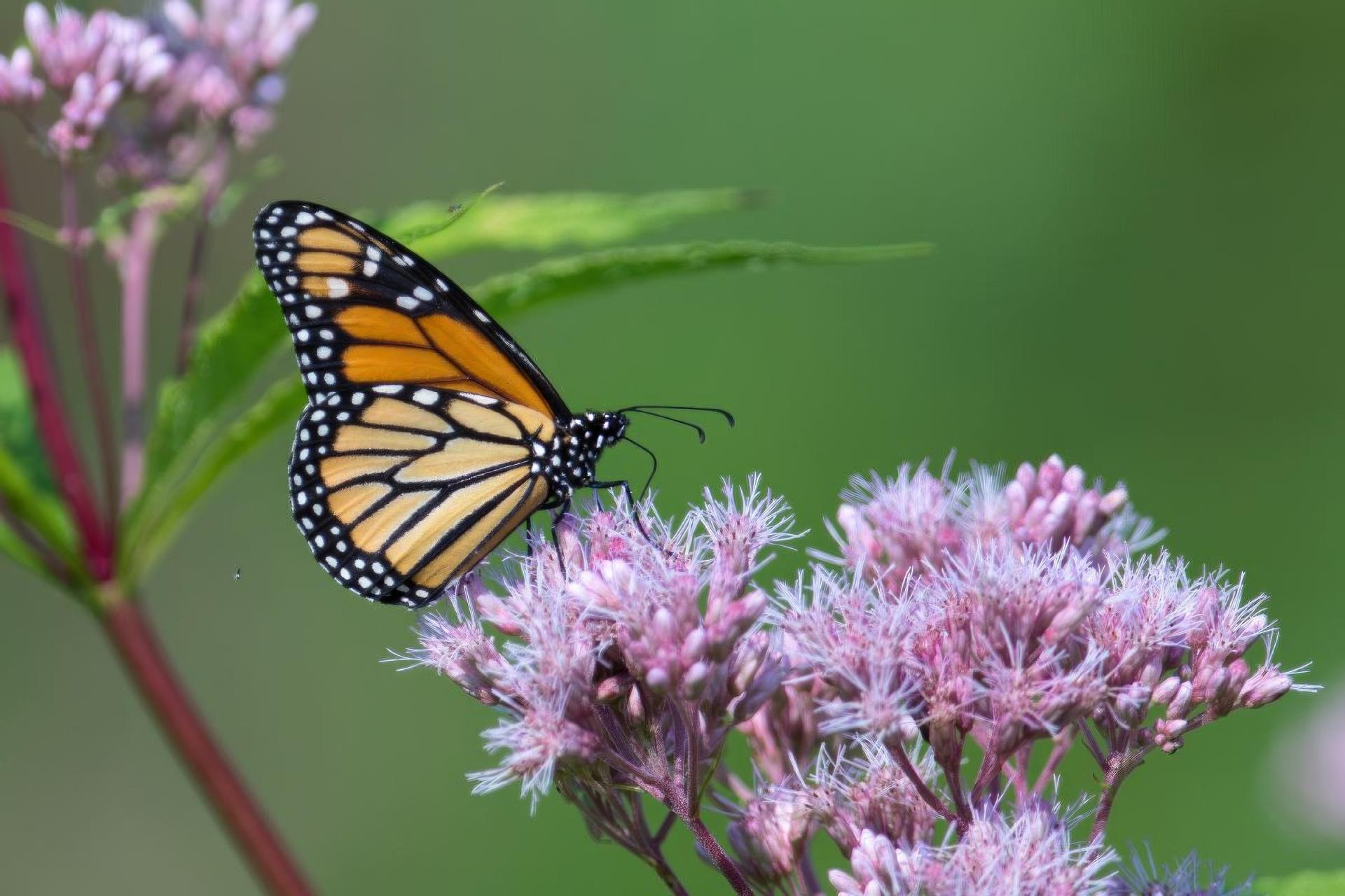 danaus-plexippus-monarque