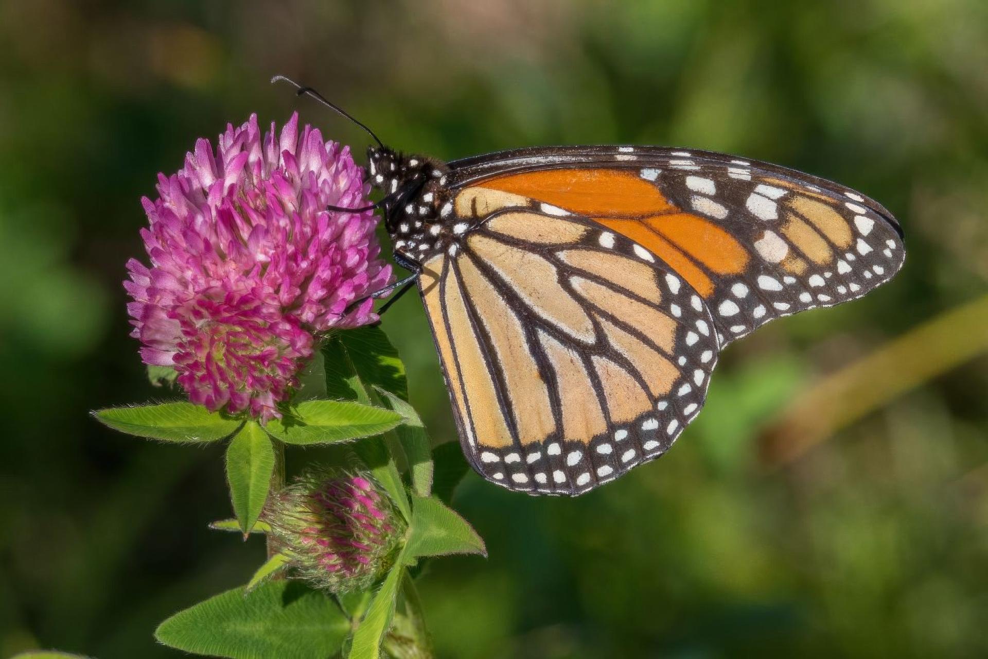 danaus-plexippus-monarque