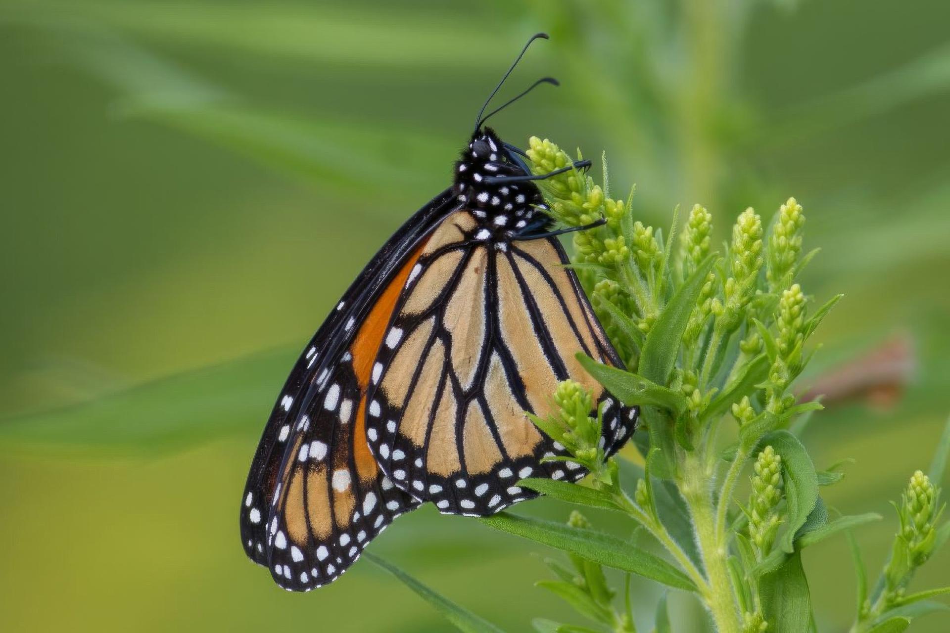 danaus-plexippus-monarque