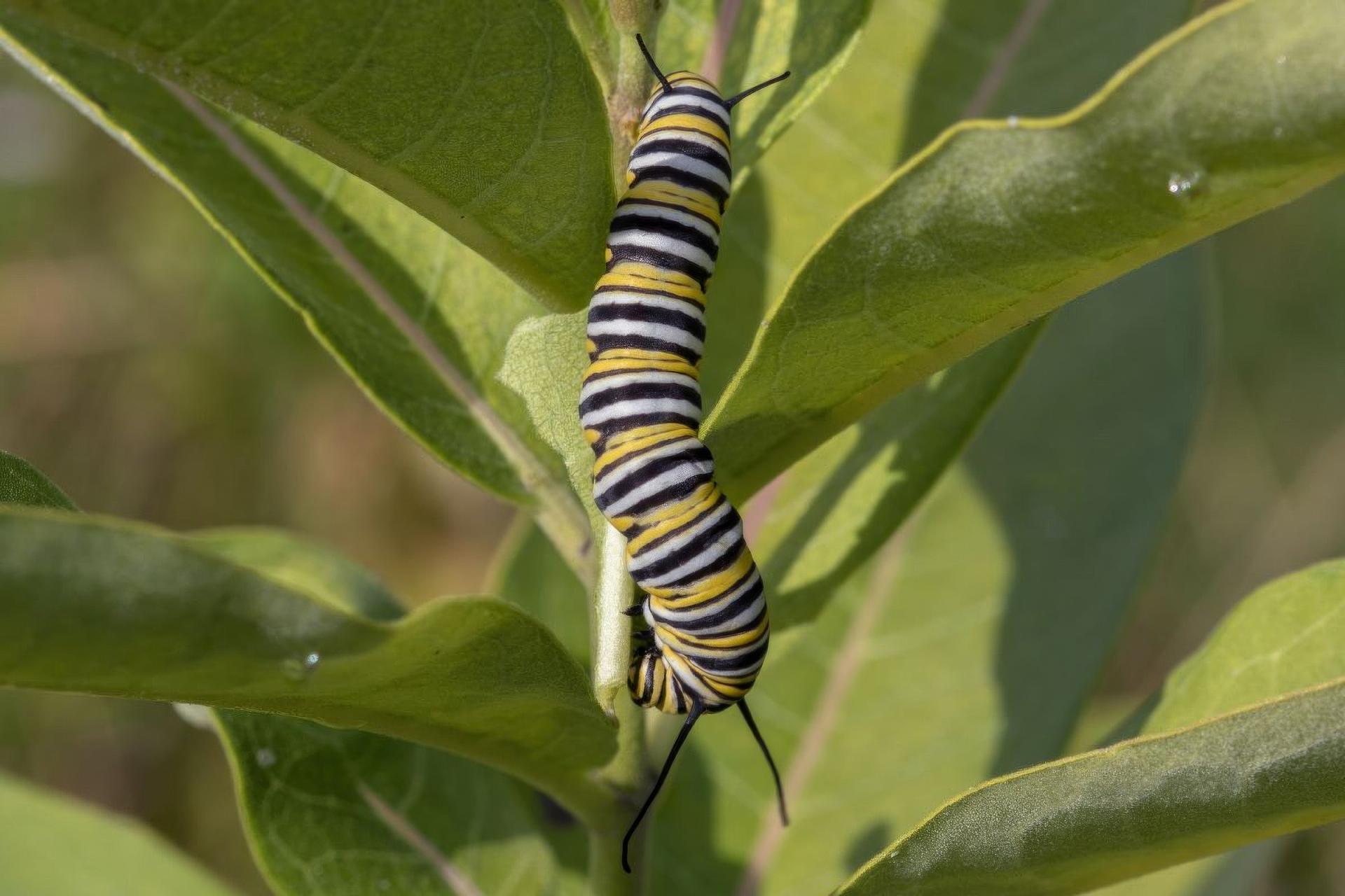 danaus-plexippus-monarque