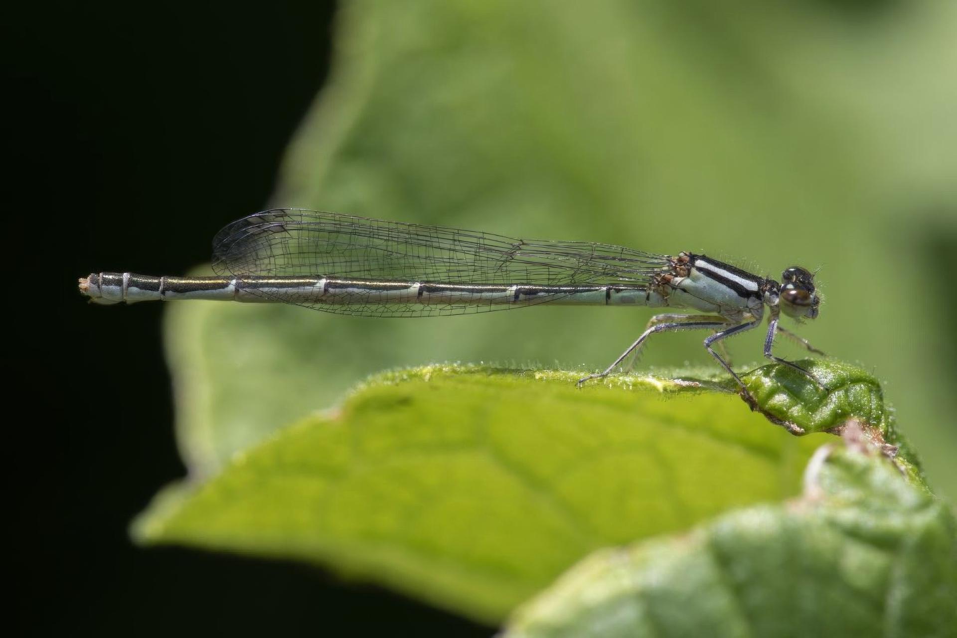 enallagma-hageni-agrion-de-hagen