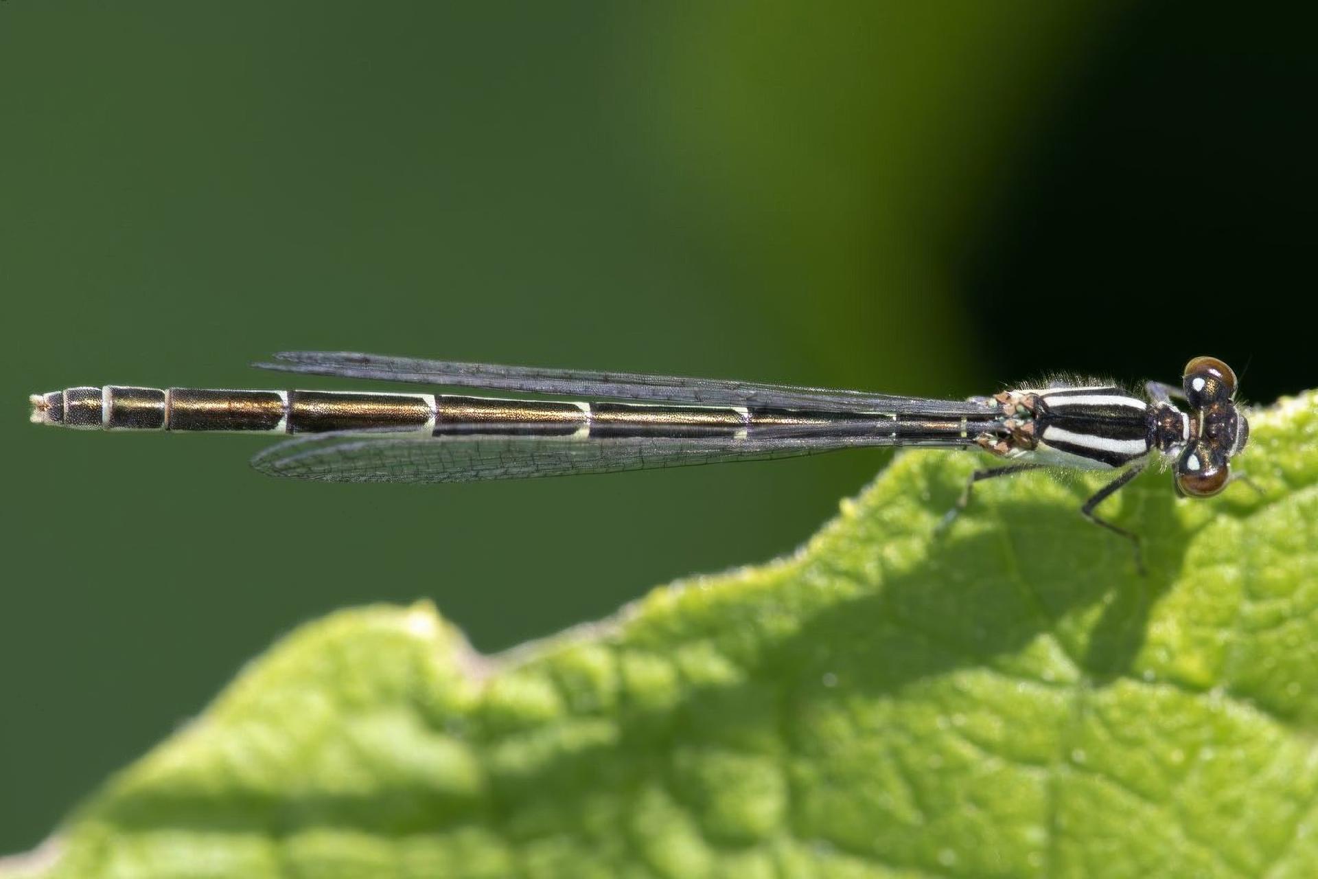 enallagma-hageni-agrion-de-hagen