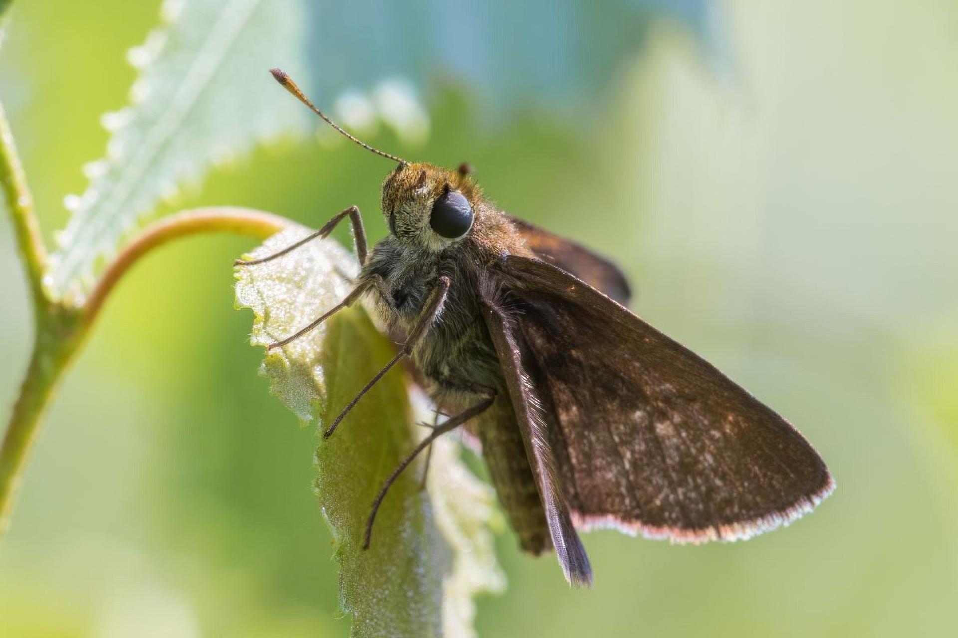 euphyes-vestris-hesperie-rurale