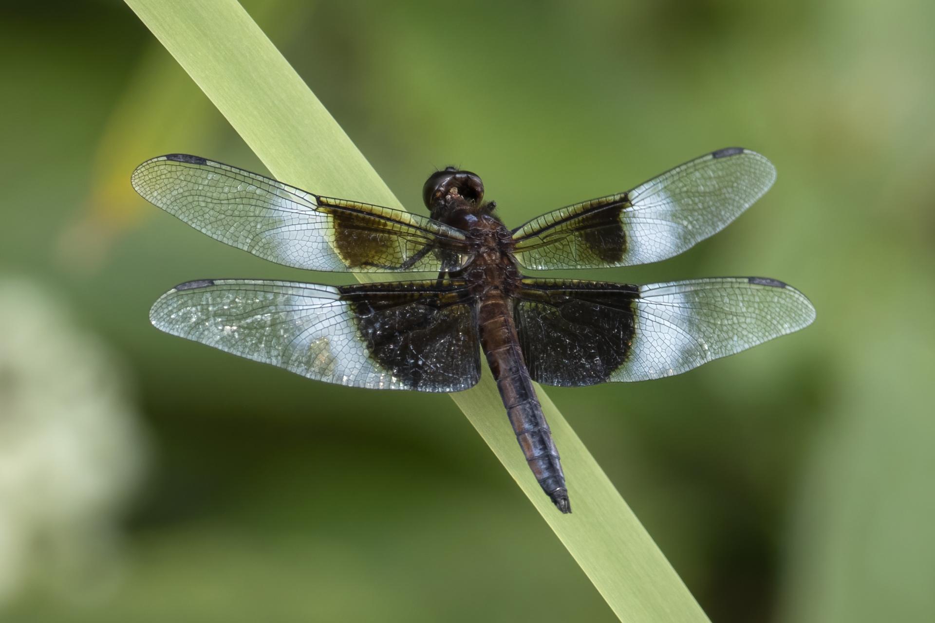 libellula-luctuosa-libellule-melancolique