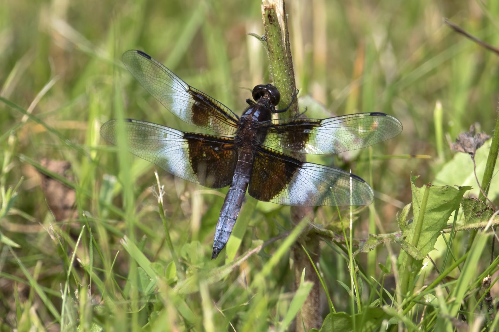 libellula-luctuosa-libellule-melancolique
