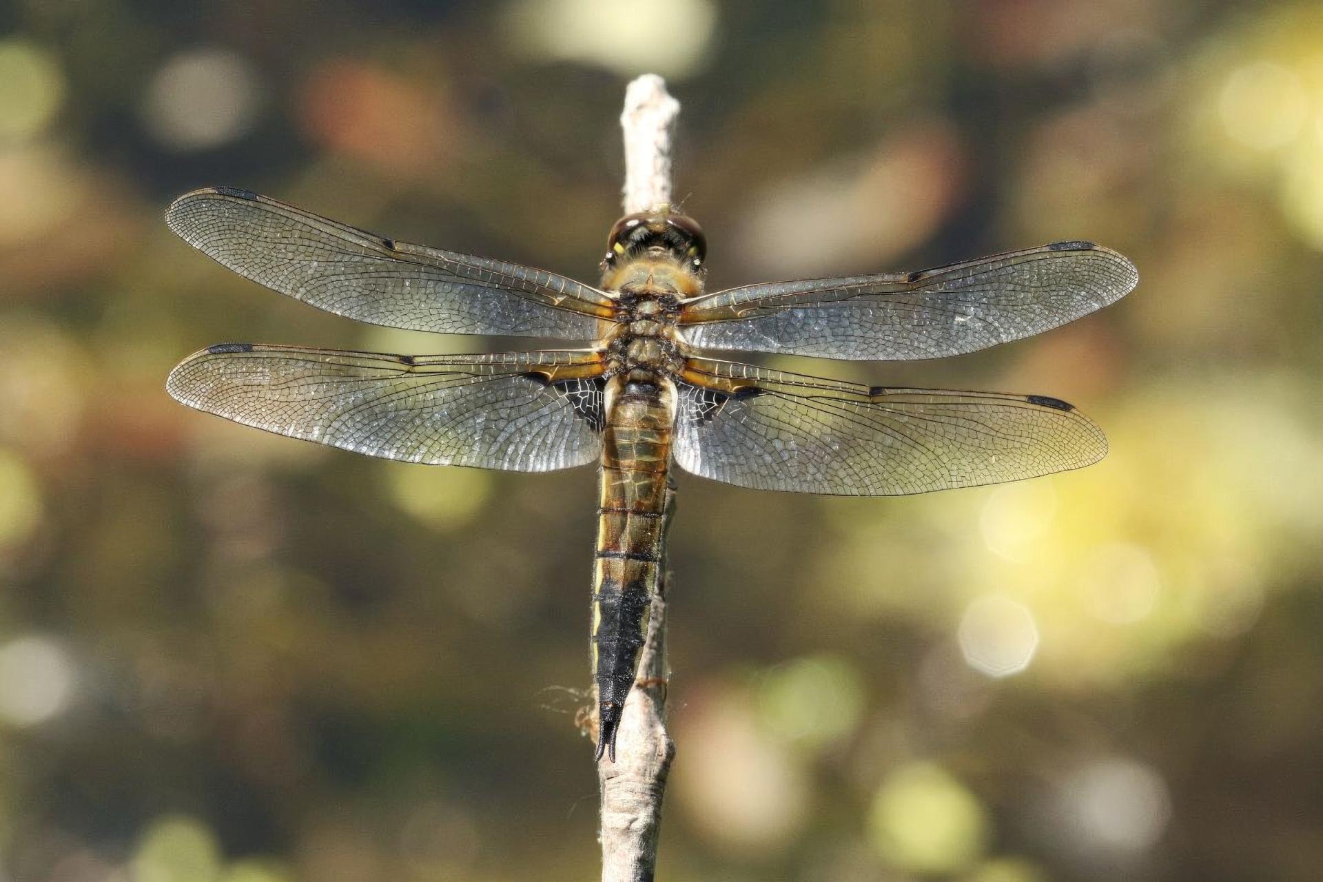 libellula-quadrimaculata-libellule-a-quatre-taches