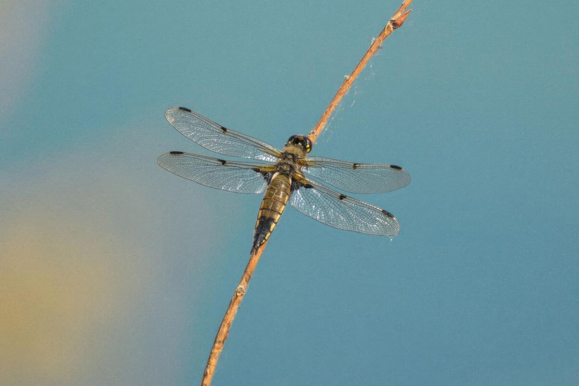 libellula-quadrimaculata-libellule-a-quatre-taches