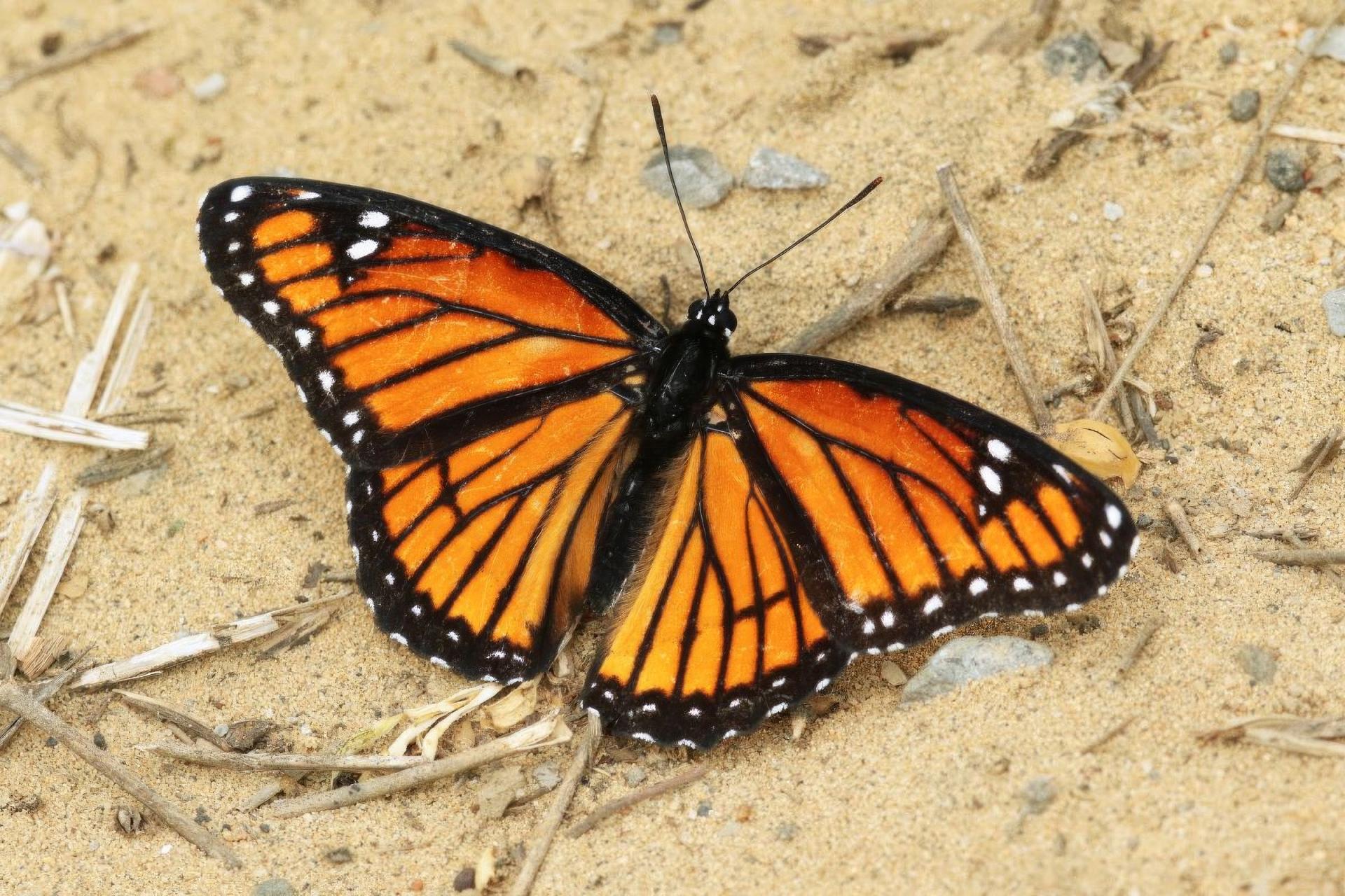 limenitis-archippus-vice-roi