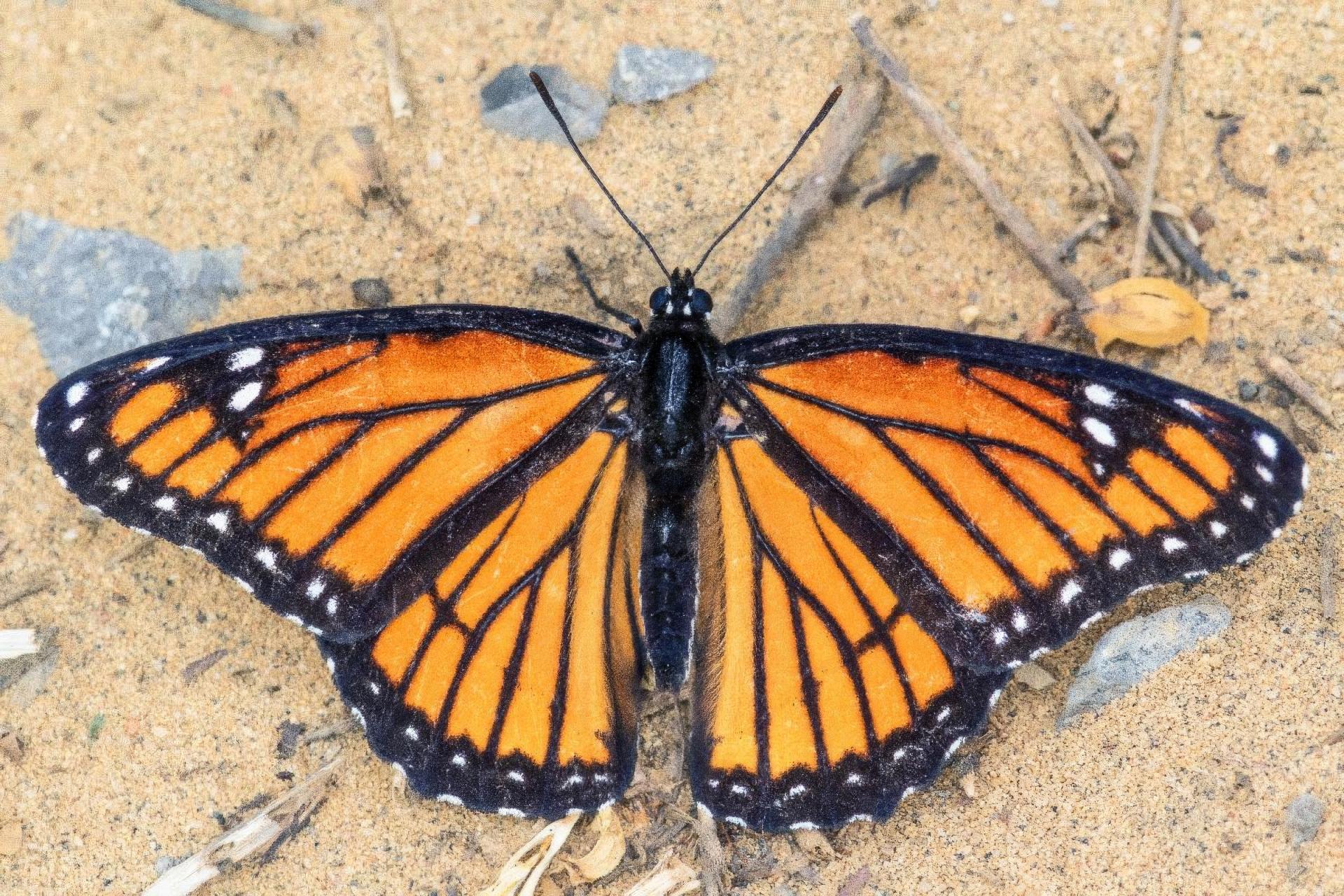 limenitis-archippus-vice-roi