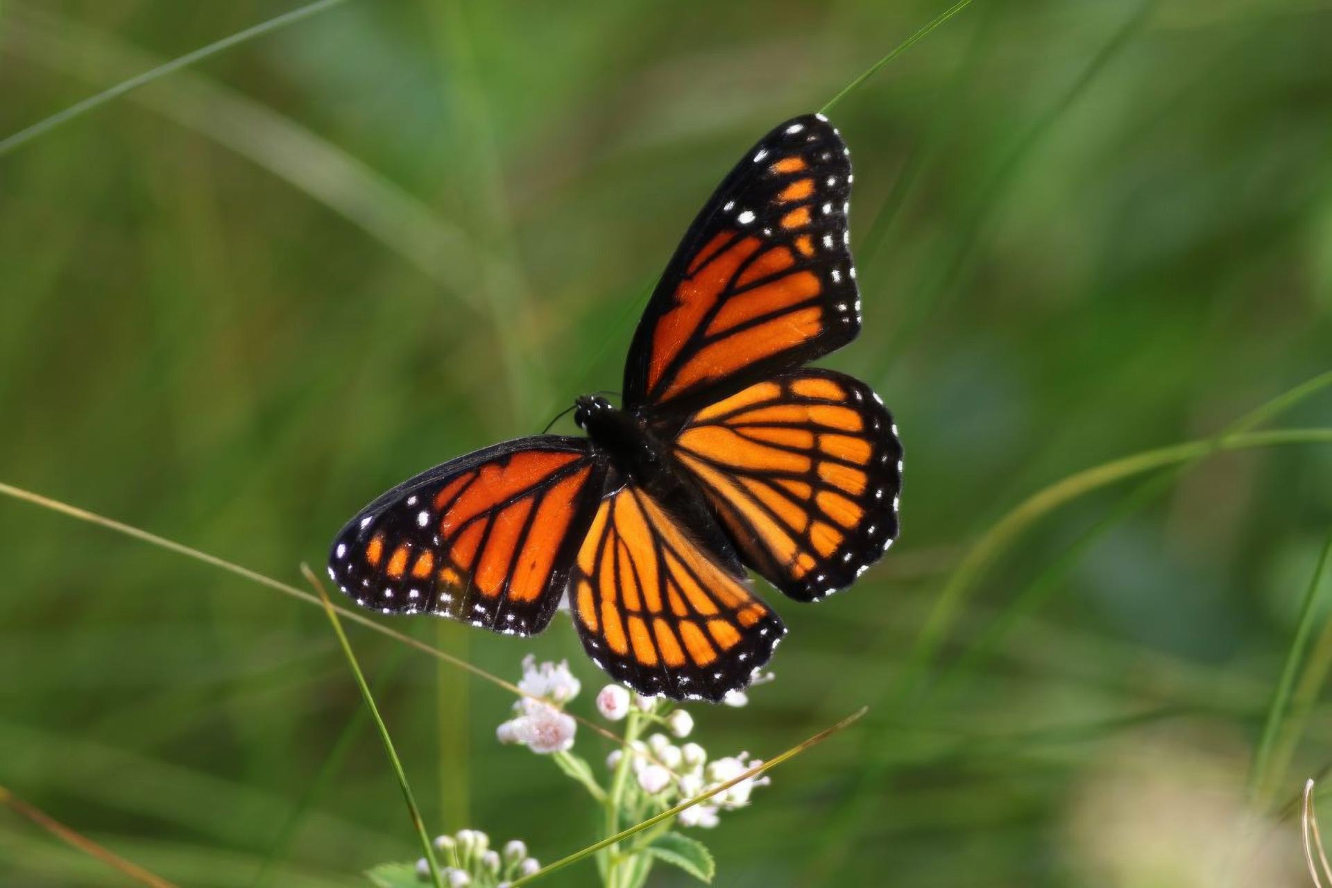 limenitis-archippus-vice-roi