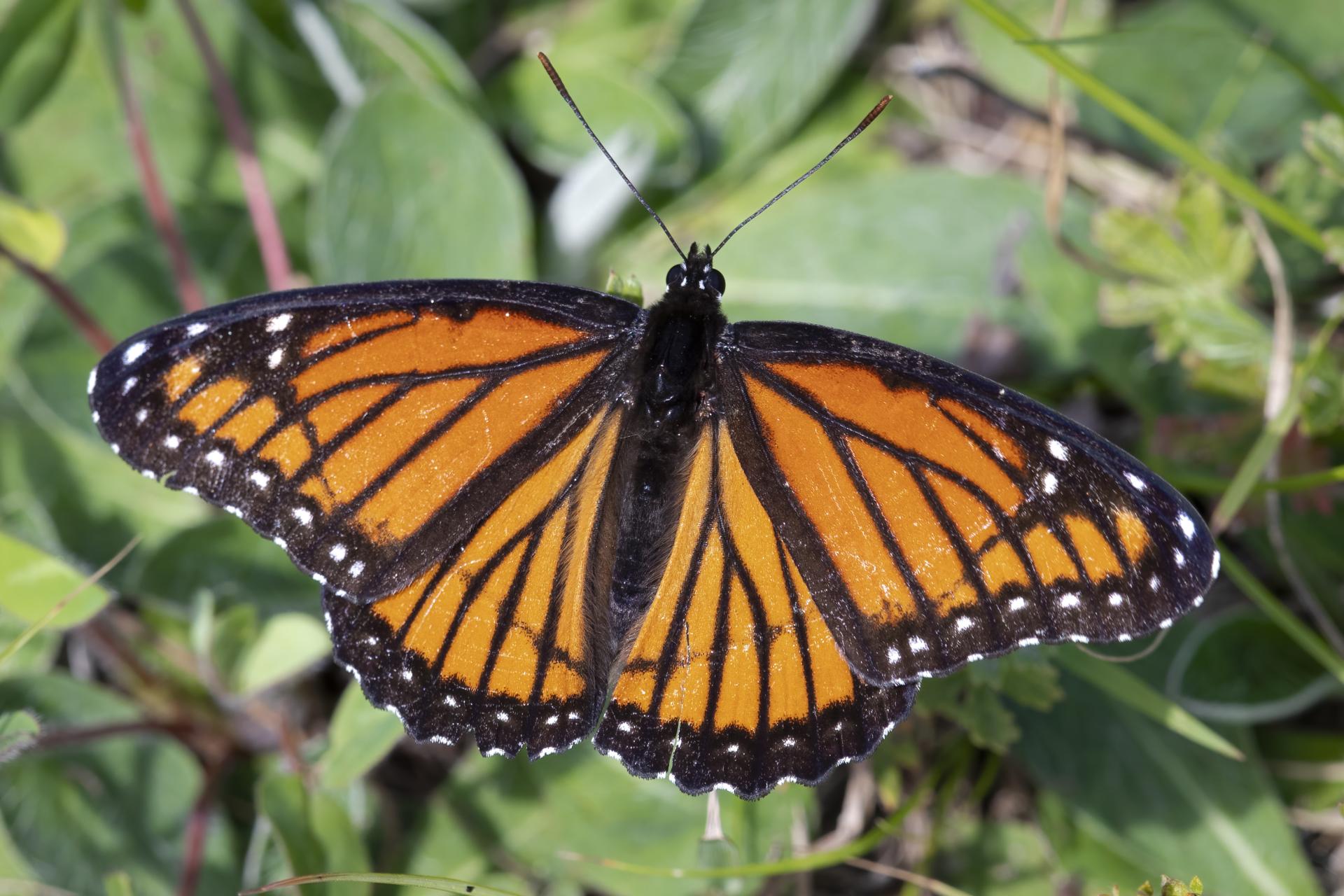 limenitis-archippus-vice-roi