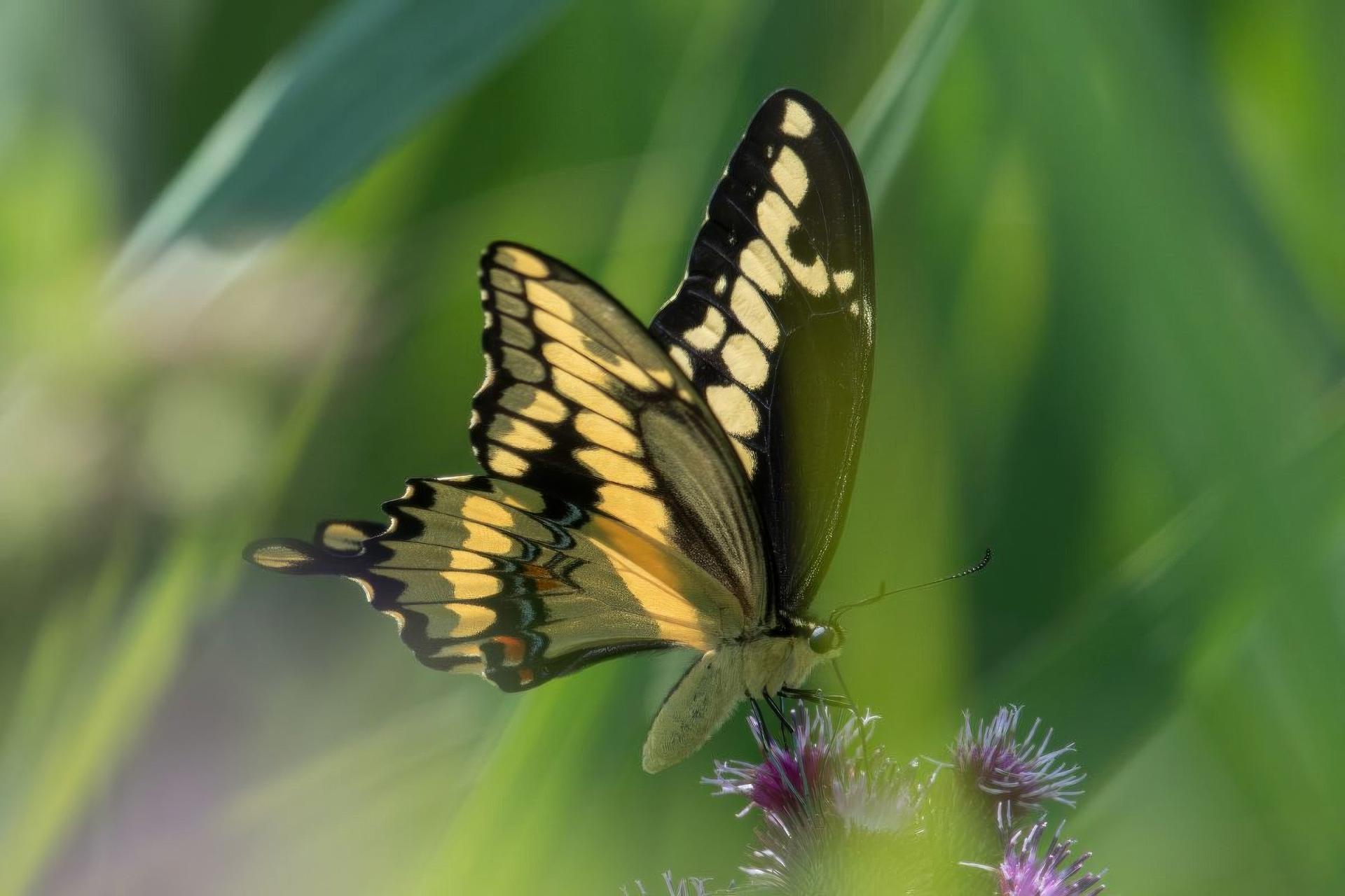 papilio-cresphontes-grand-porte-queue