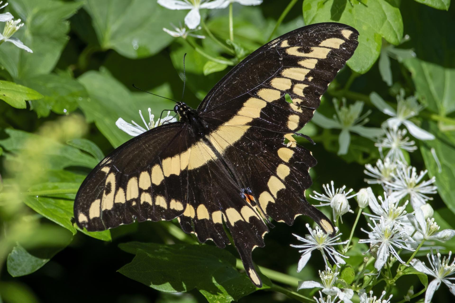 papilio-cresphontes-grand-porte-queue
