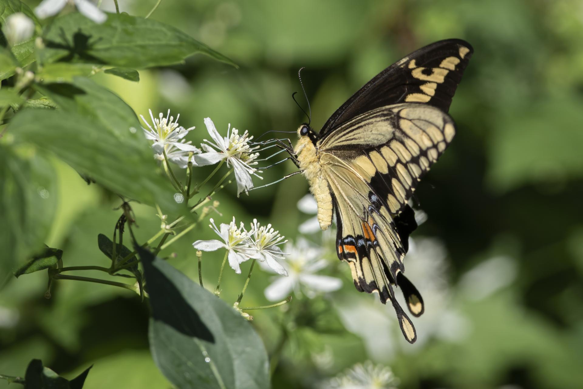 papilio-cresphontes-grand-porte-queue