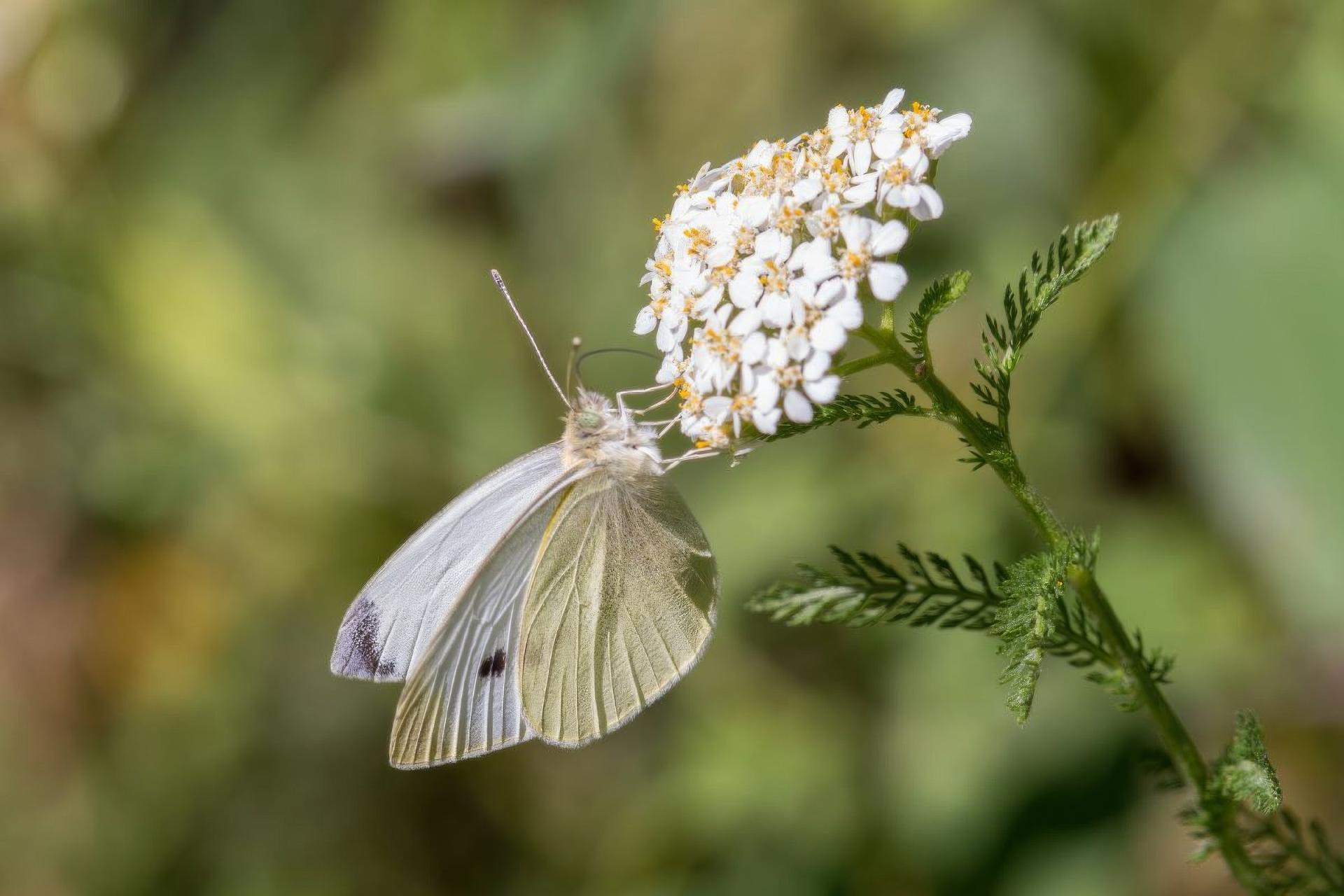 pieris-rapae-pieride-de-la-rave
