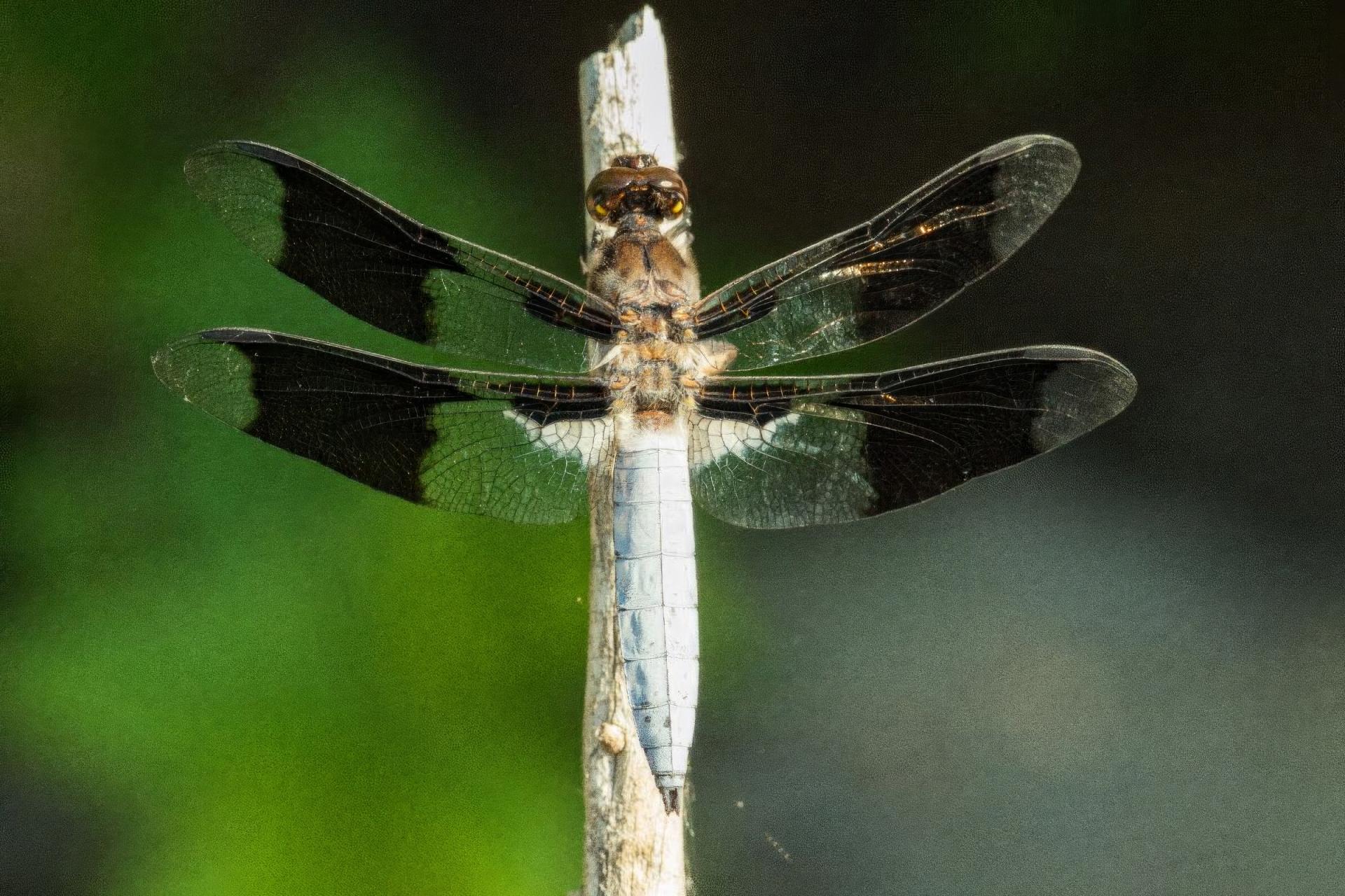 plathemis-lydia-libellule-lydienne