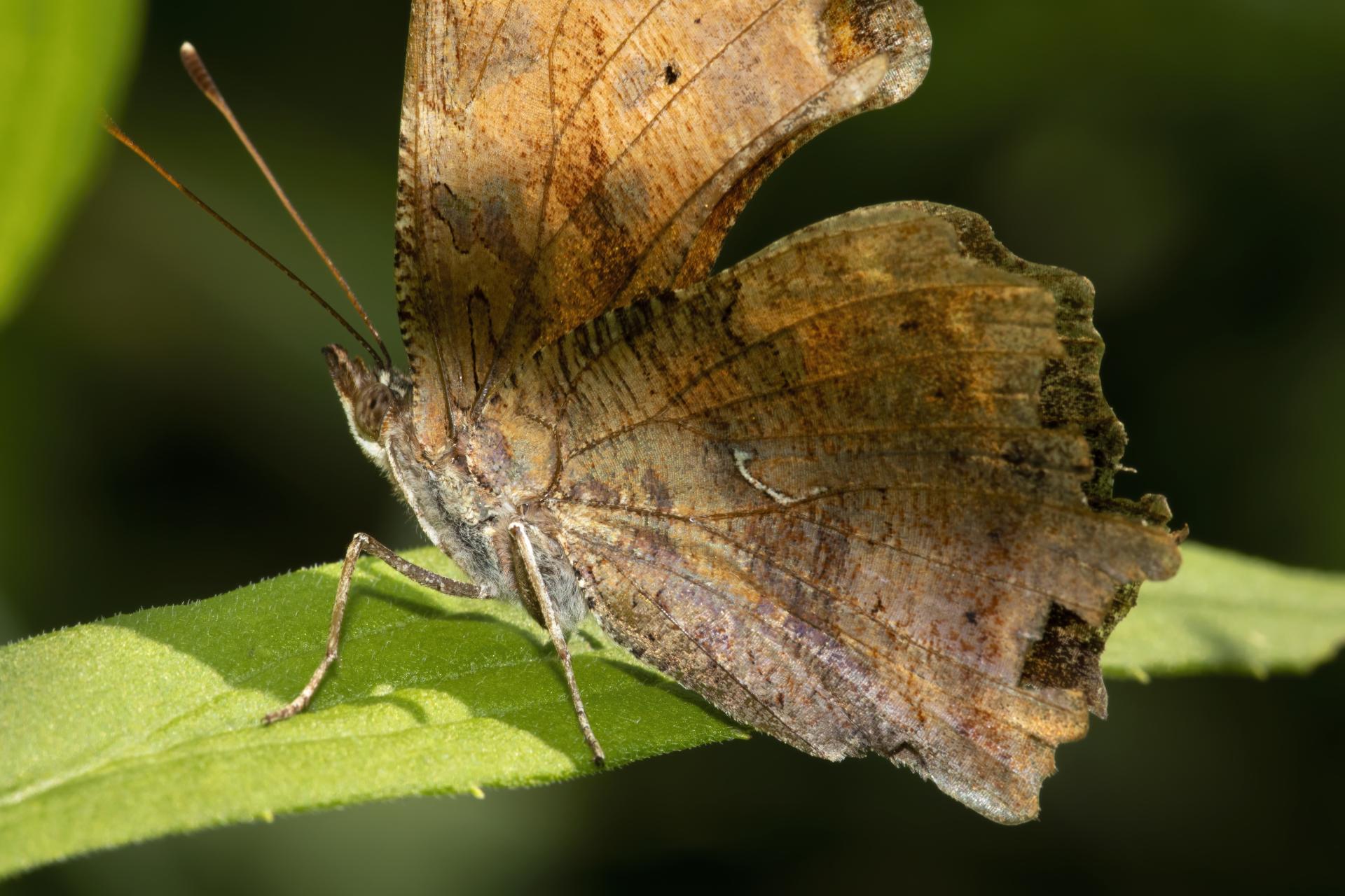 polygonia-comma-polygone-virgule