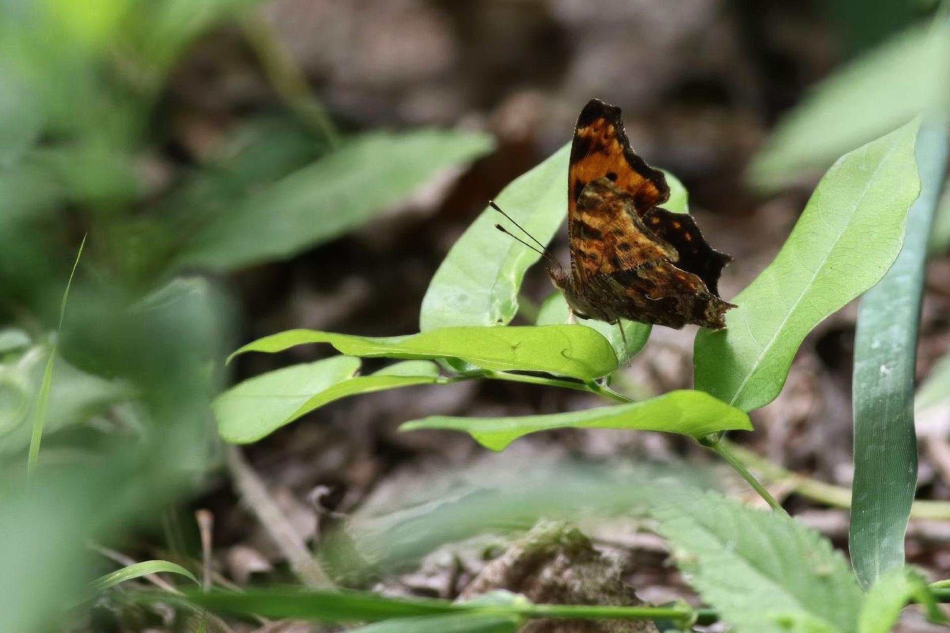 polygonia-comma-polygone-virgule