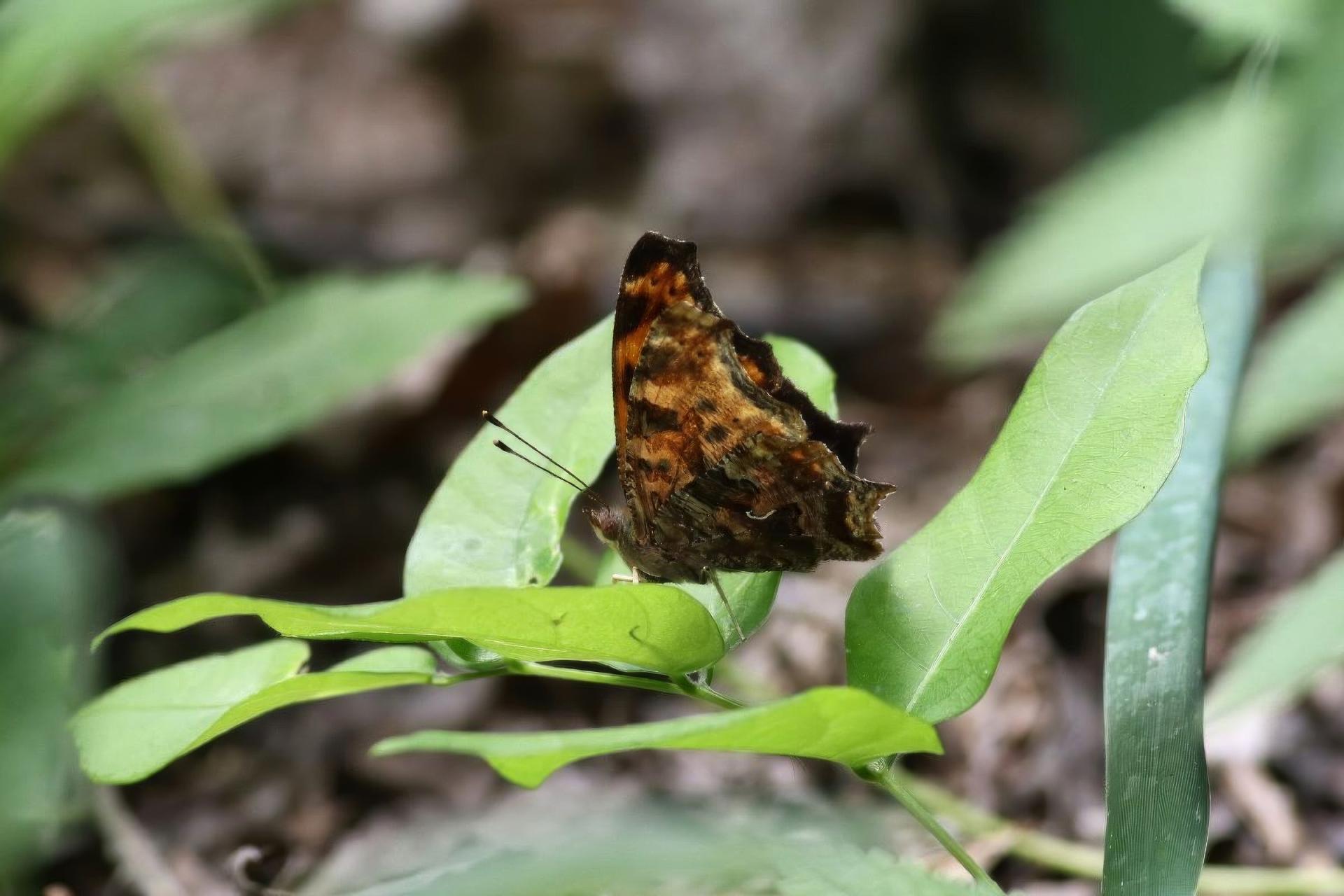 polygonia-comma-polygone-virgule