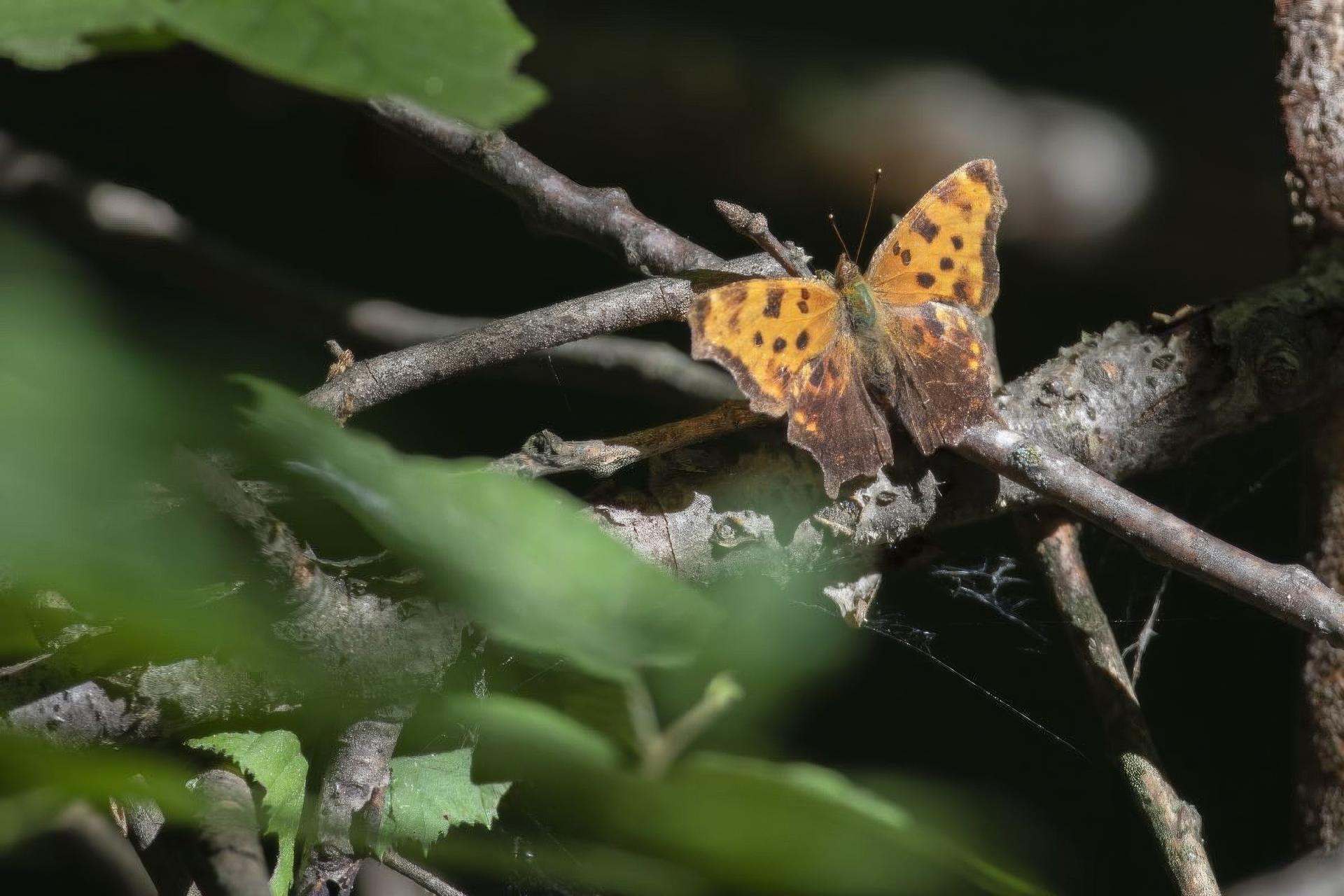 polygonia-comma-polygone-virgule