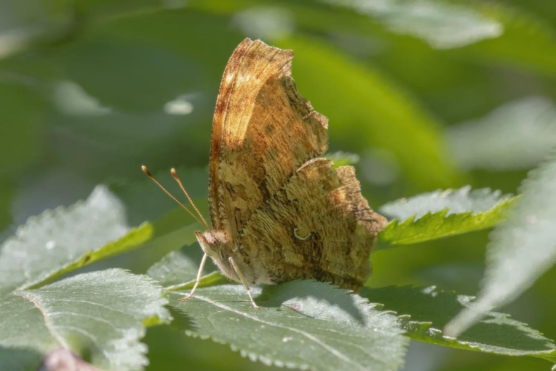 polygonia-comma-polygone-virgule