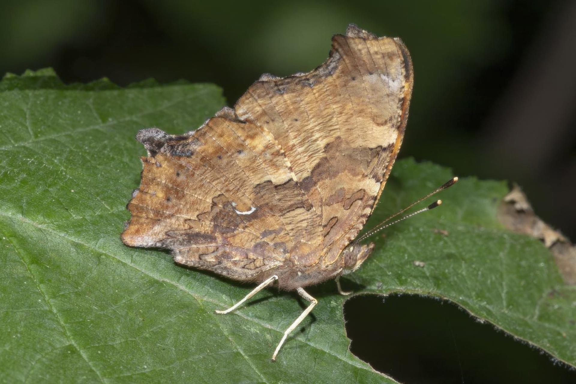 polygonia-comma-polygone-virgule