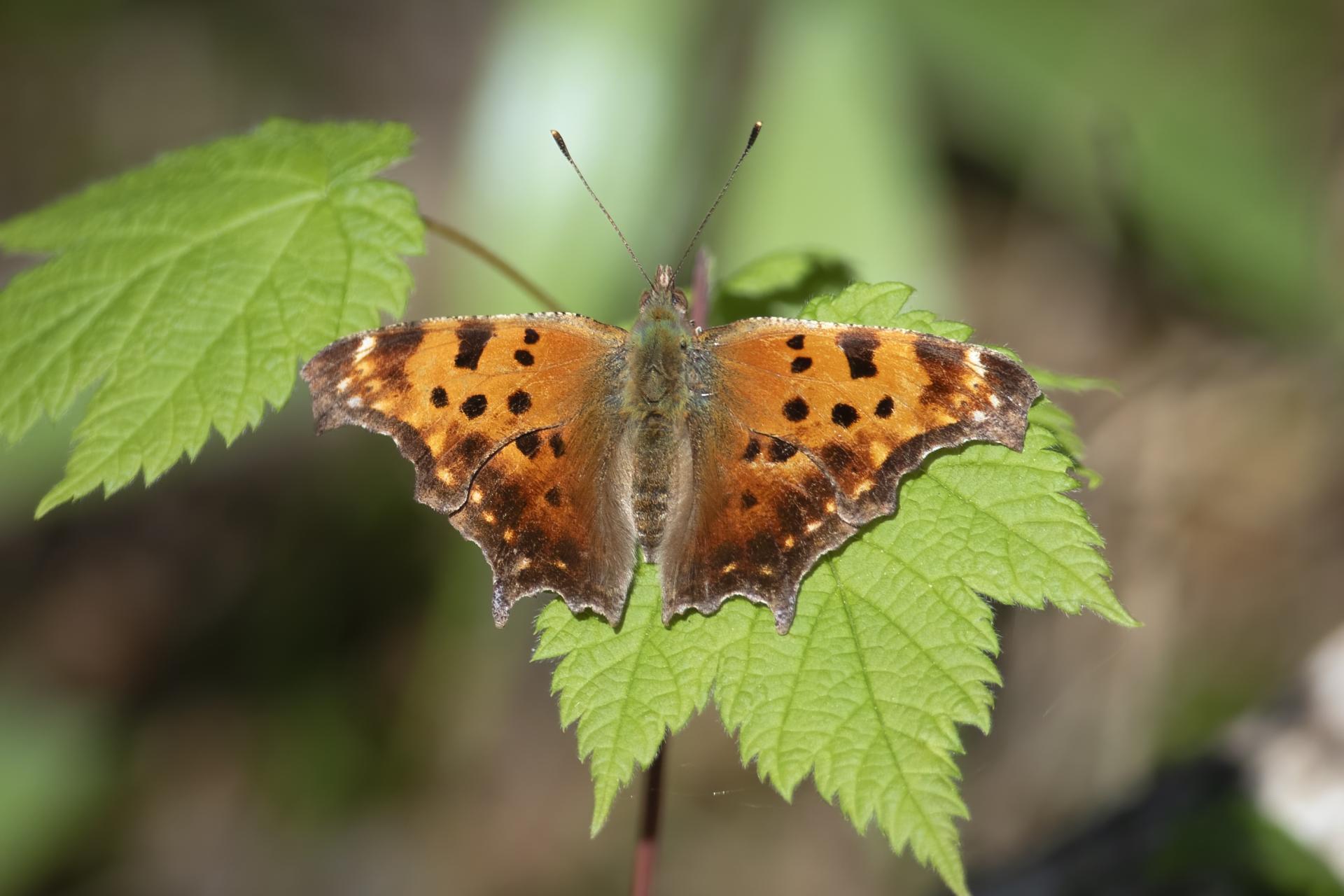 polygonia-comma-polygone-virgule