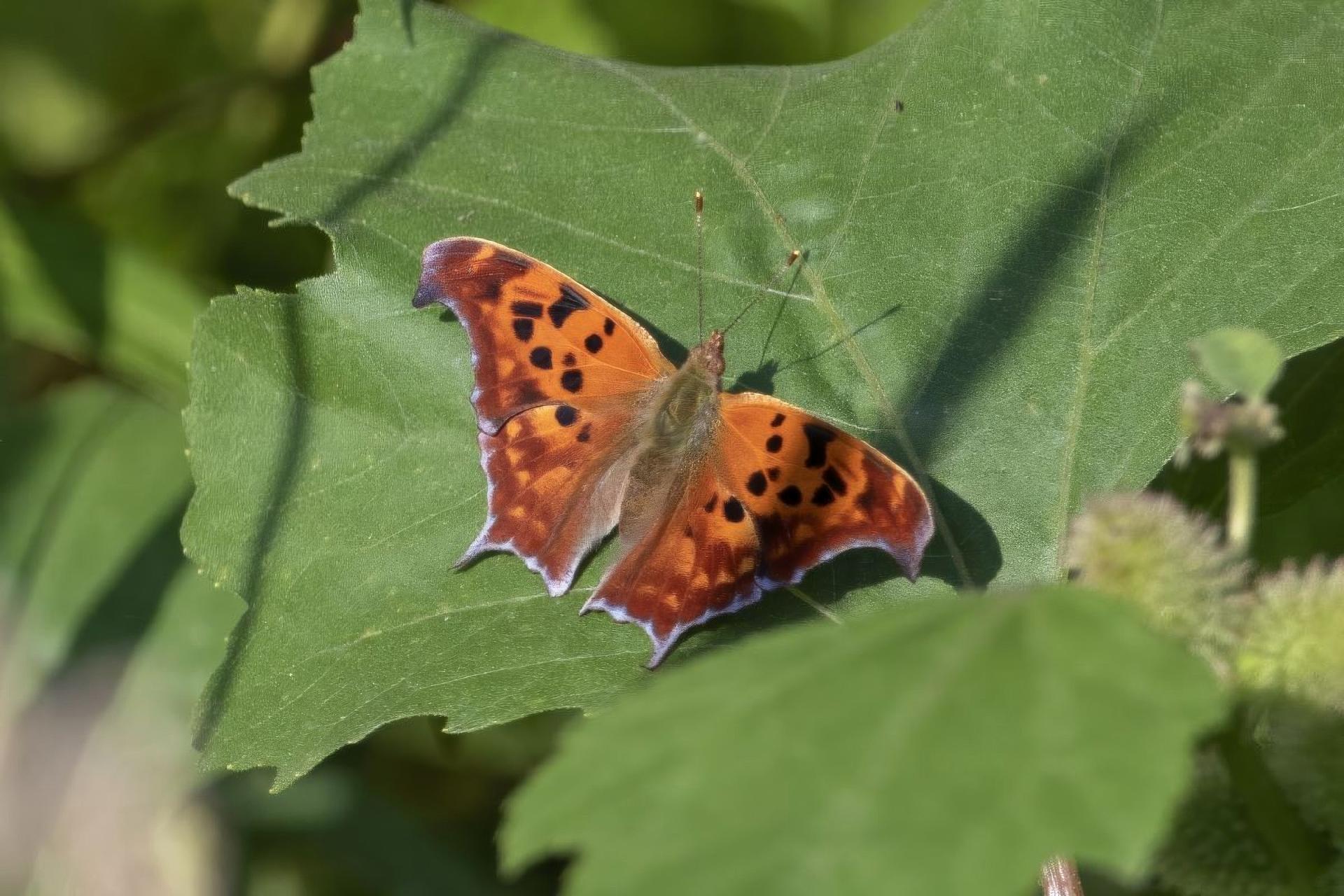 polygonia-interrogationis-polygone-a-queue-violacee