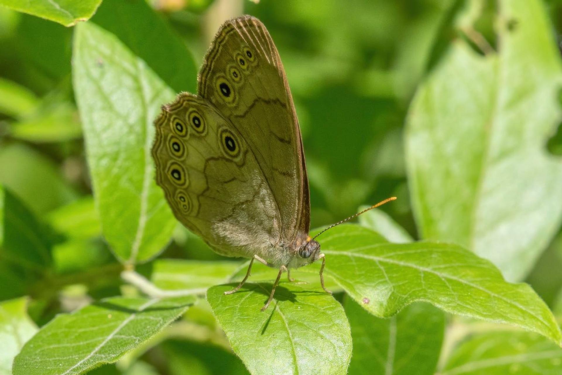 satyrodes-eurydice-satyre-ocelle