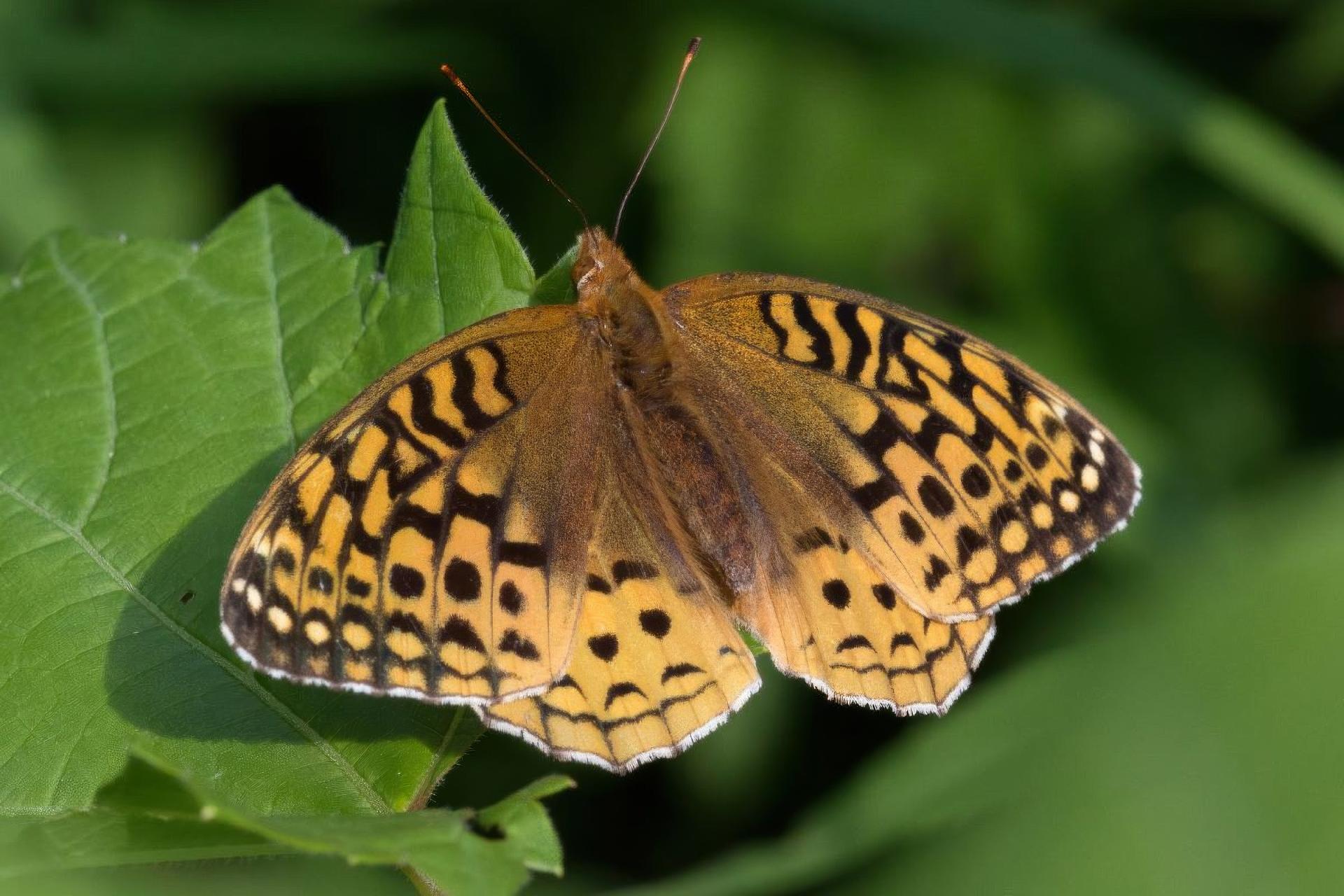 speyeria-aphrodite-argynne-aphrodite