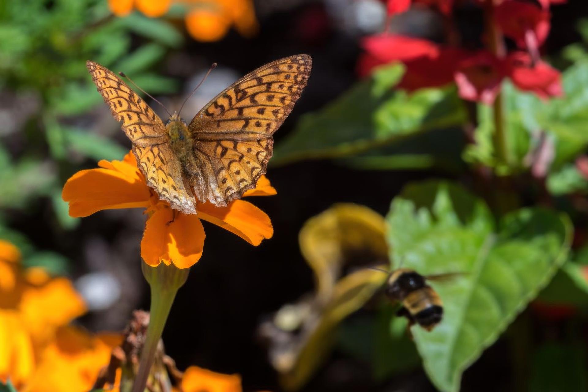 speyeria-atlantis-argynne-de-l-atlantique