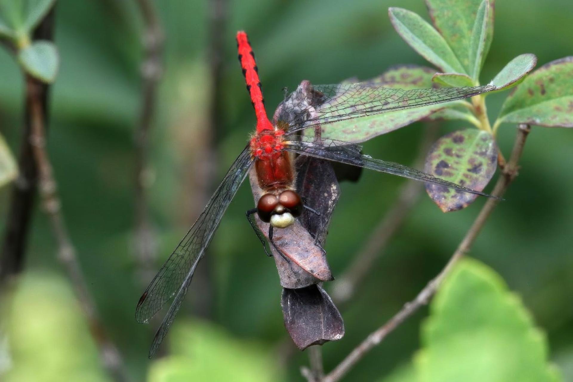 sympetrum-internum-sympetrum-intime