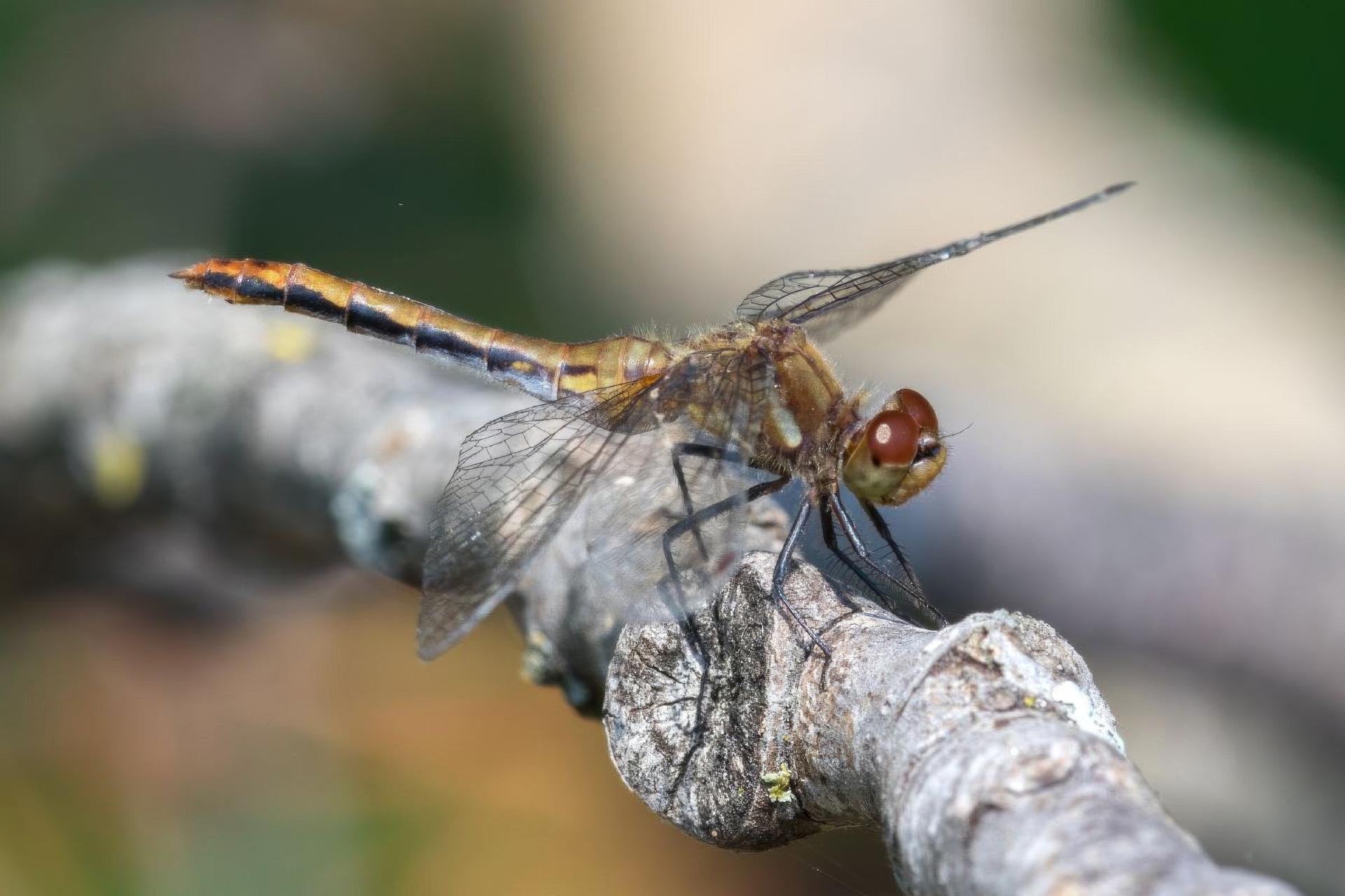 sympetrum-obtrusum-sympetrum-eclaireur
