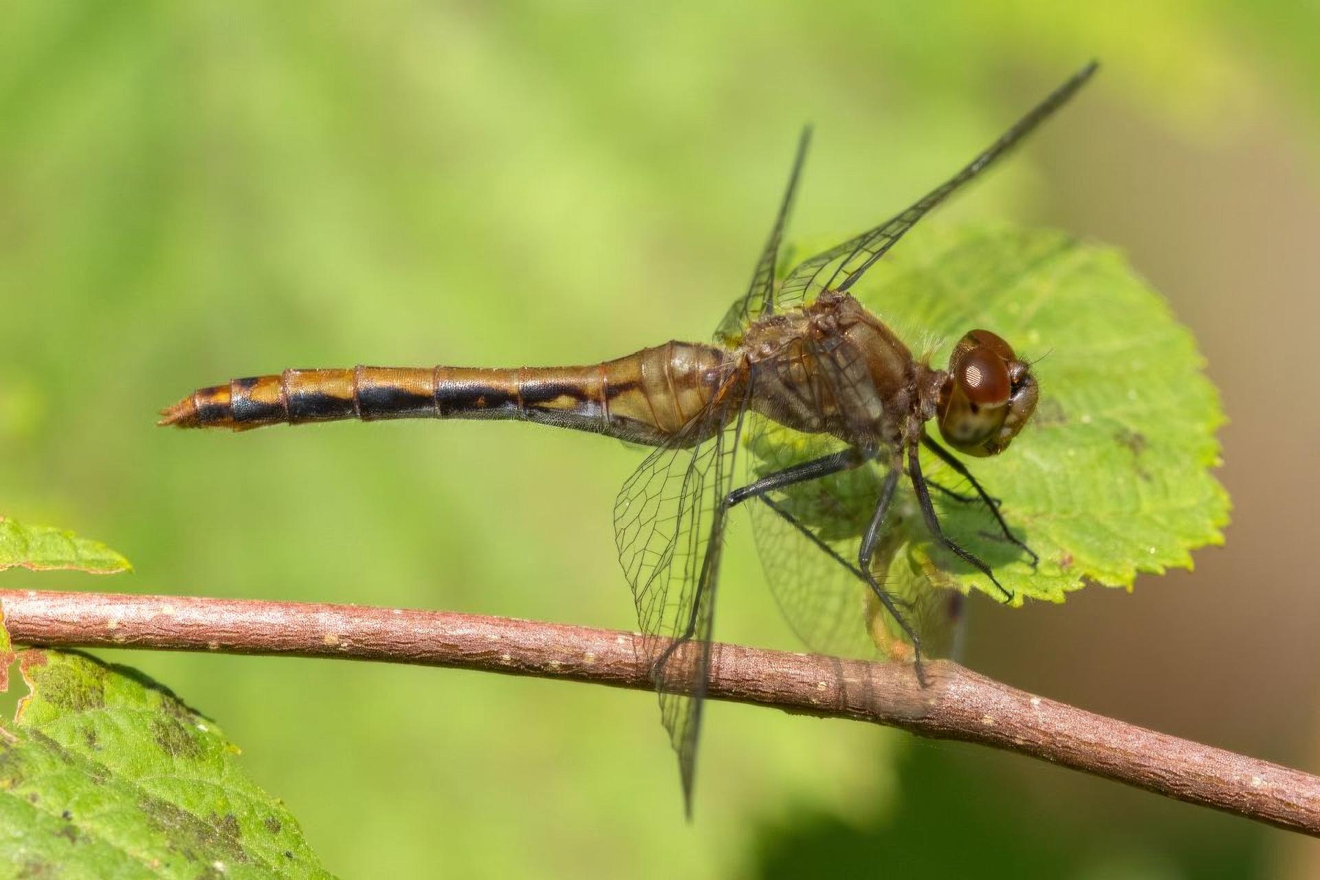 sympetrum-obtrusum-sympetrum-eclaireur