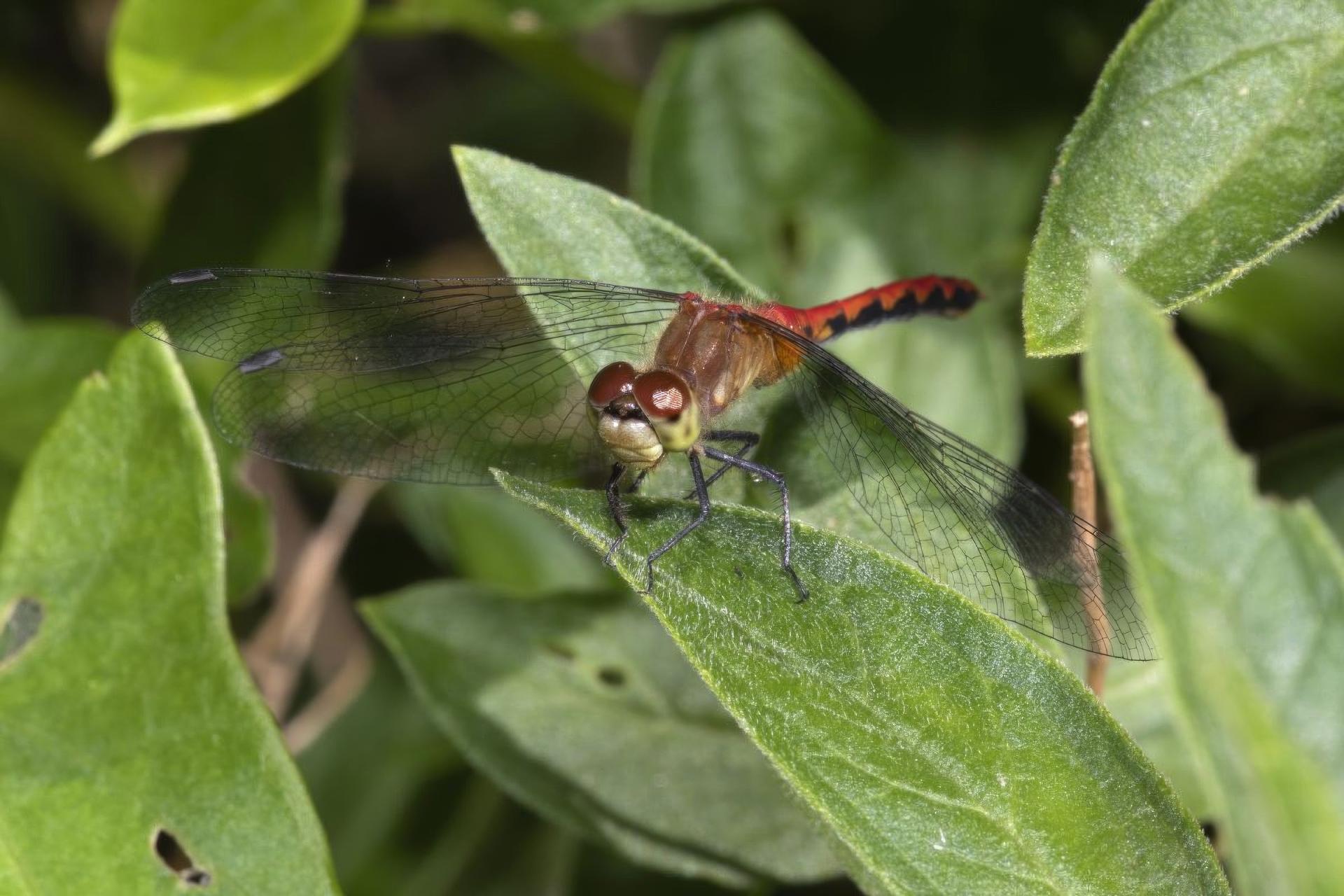 sympetrum-obtrusum-sympetrum-eclaireur