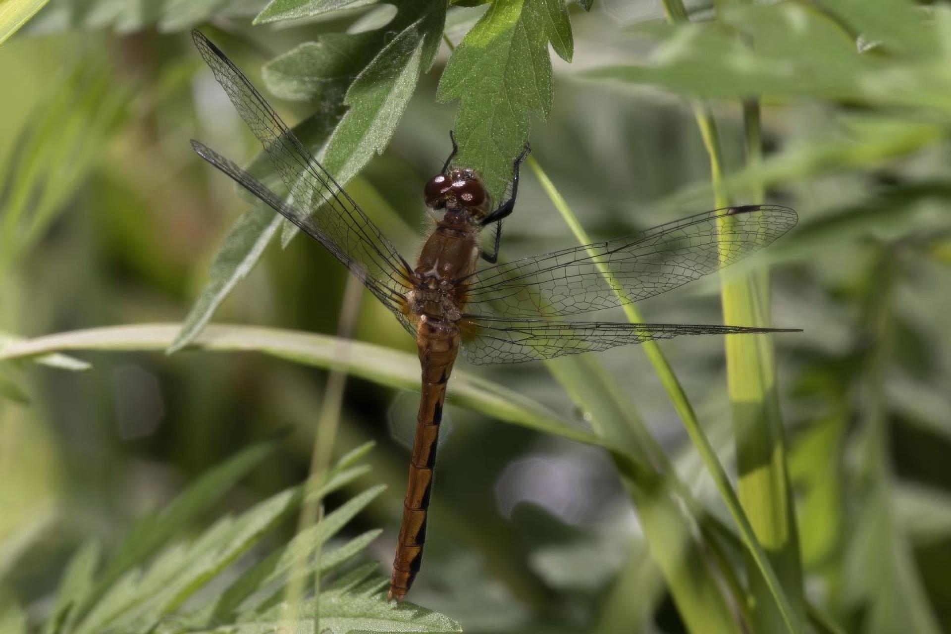 sympetrum-obtrusum-sympetrum-eclaireur