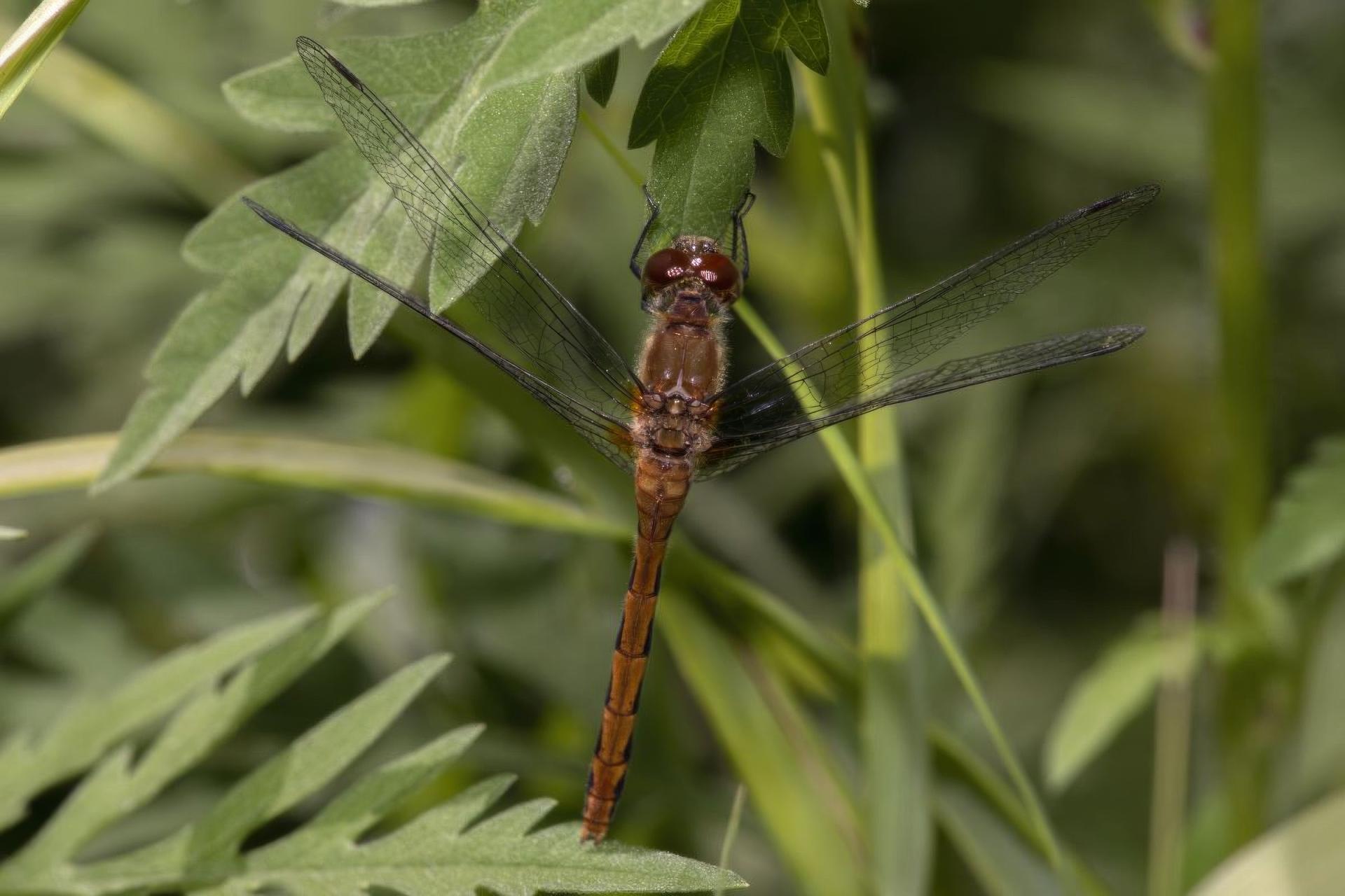 sympetrum-obtrusum-sympetrum-eclaireur