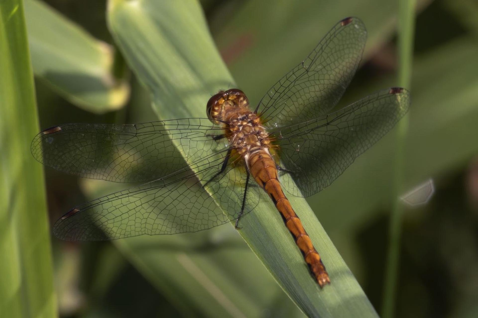 sympetrum-obtrusum-sympetrum-eclaireur