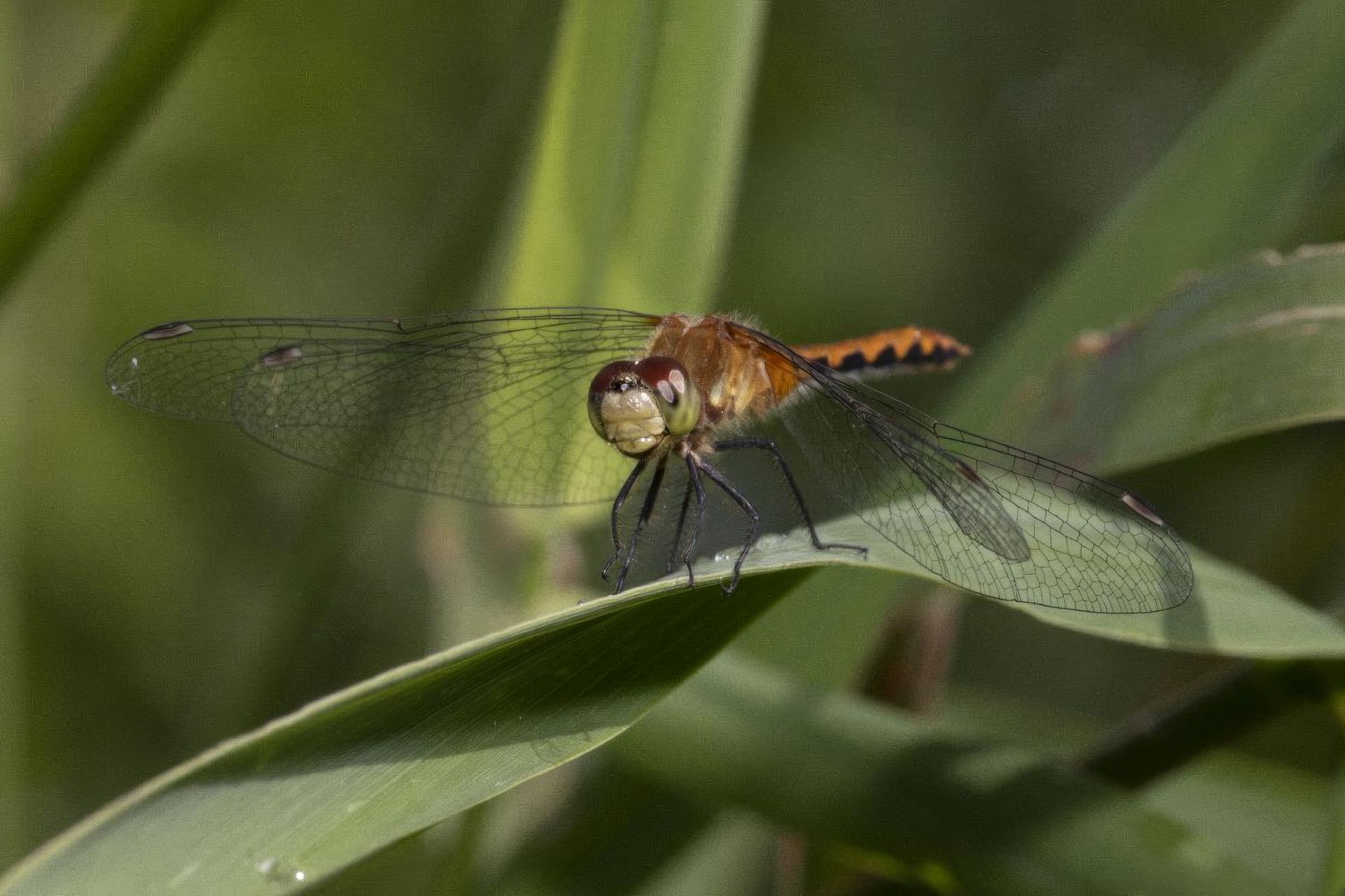 sympetrum-obtrusum-sympetrum-eclaireur