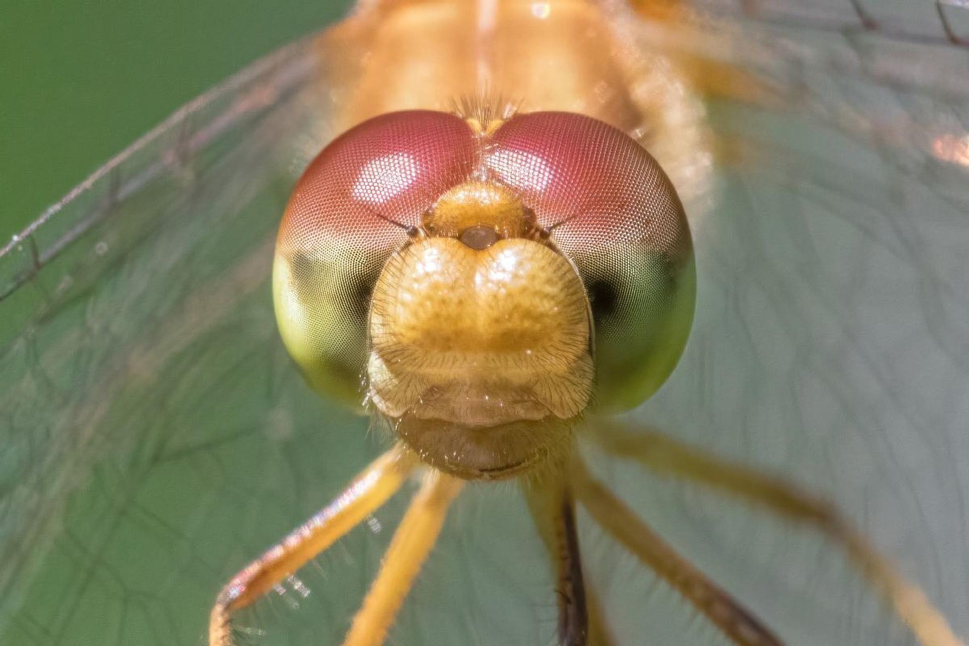 sympetrum-vicinum-sympetrum-tardif
