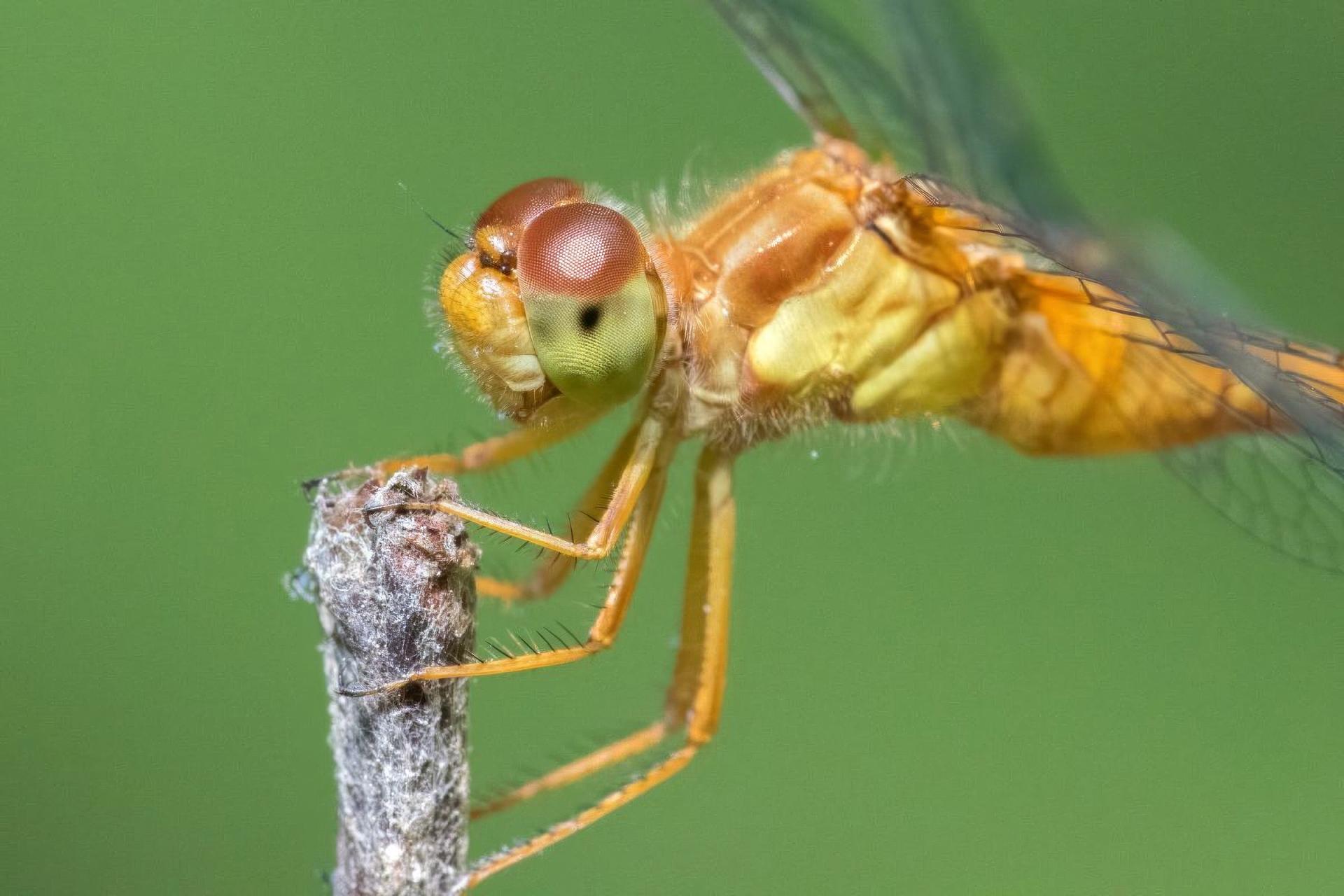 sympetrum-vicinum-sympetrum-tardif