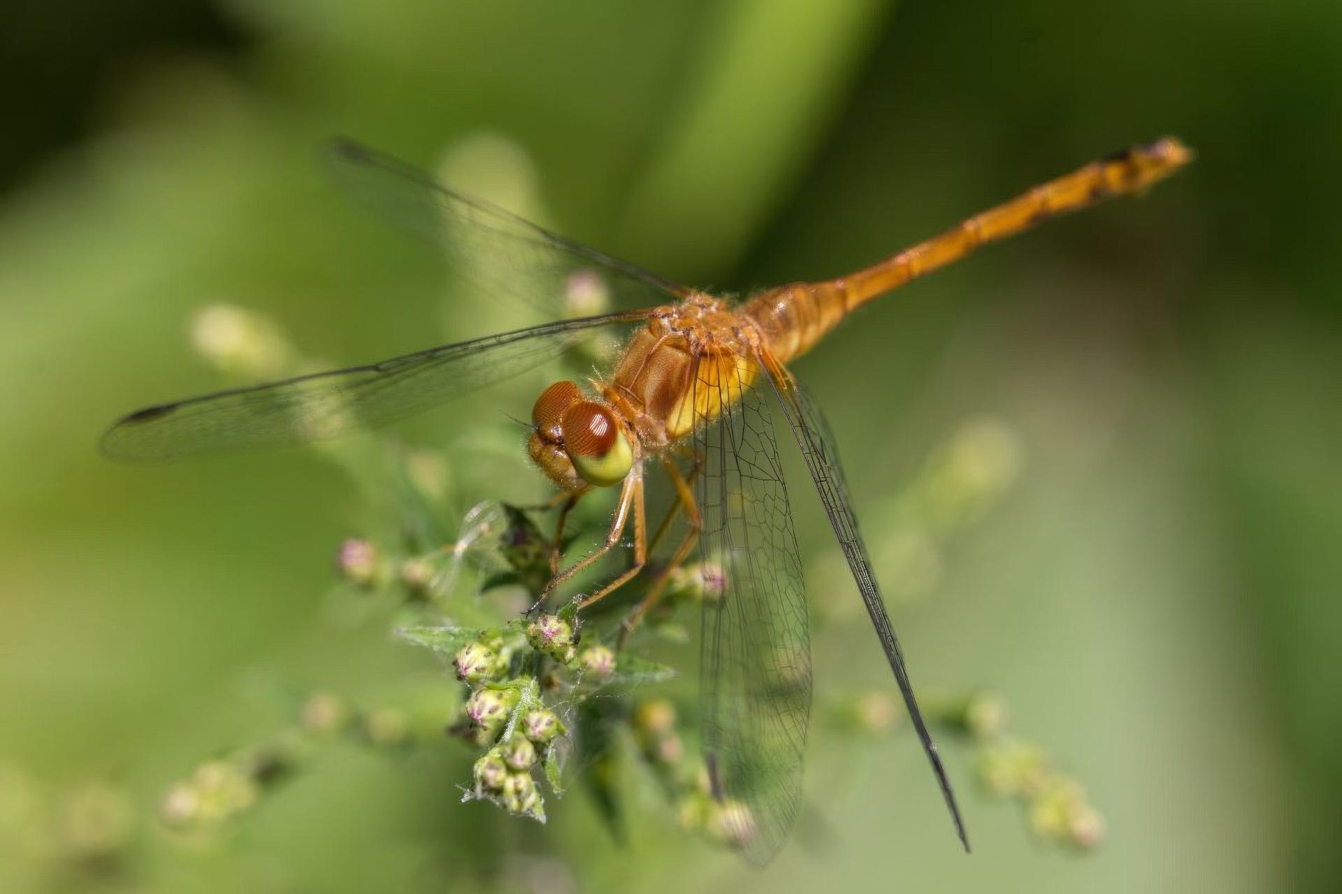 sympetrum-vicinum-sympetrum-tardif