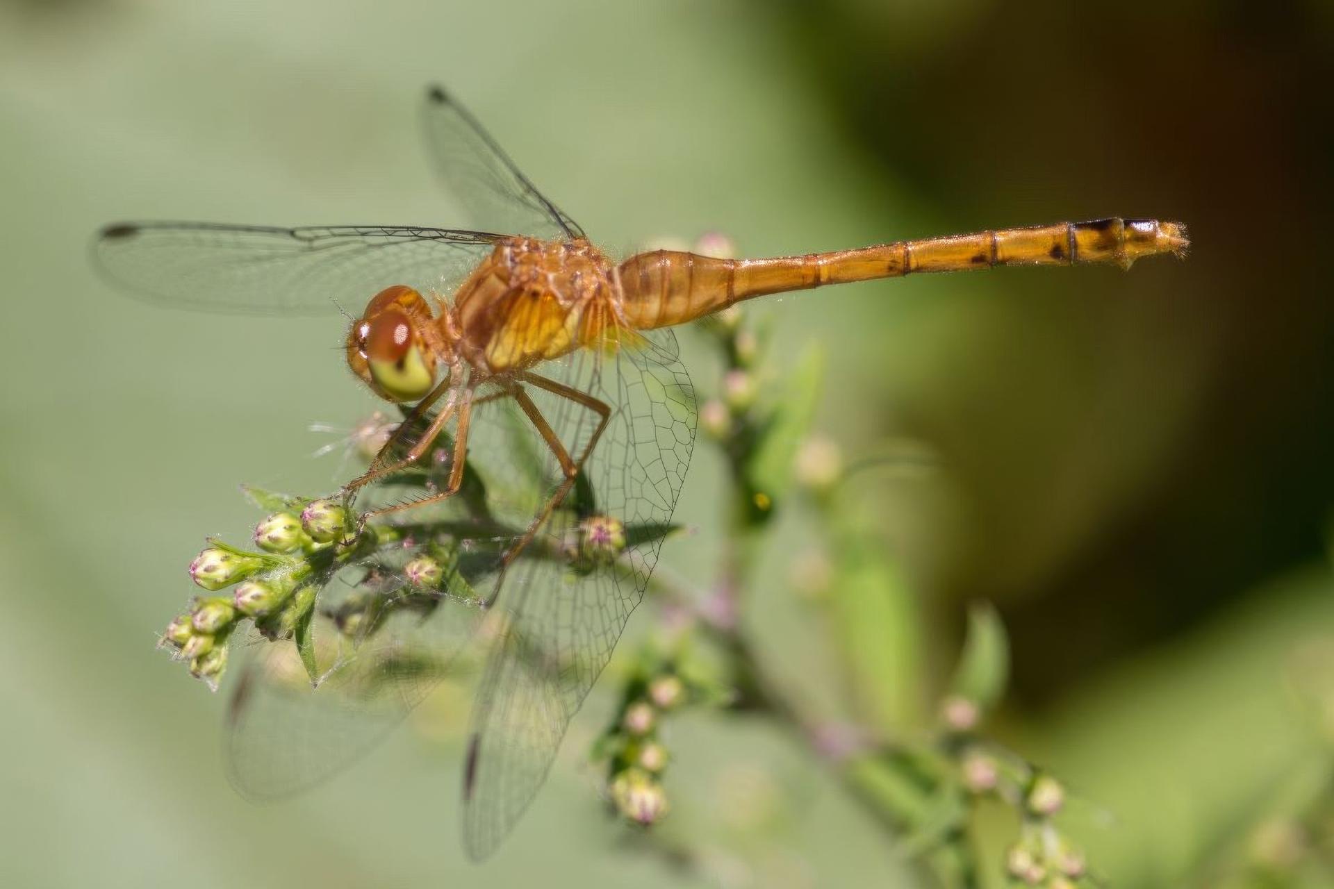sympetrum-vicinum-sympetrum-tardif